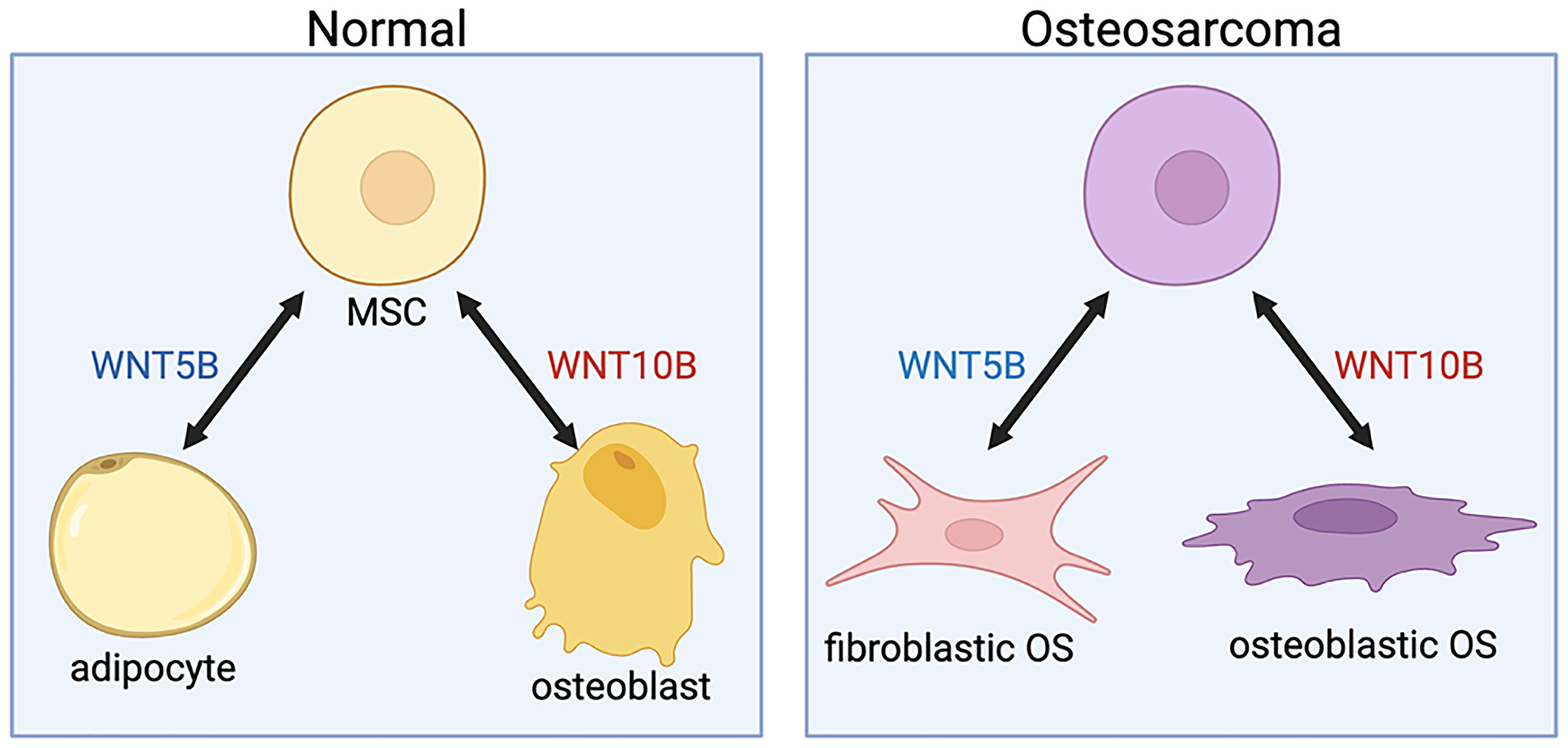 WNT5B and WNT10B in normal tissue vs. osteosarcomas