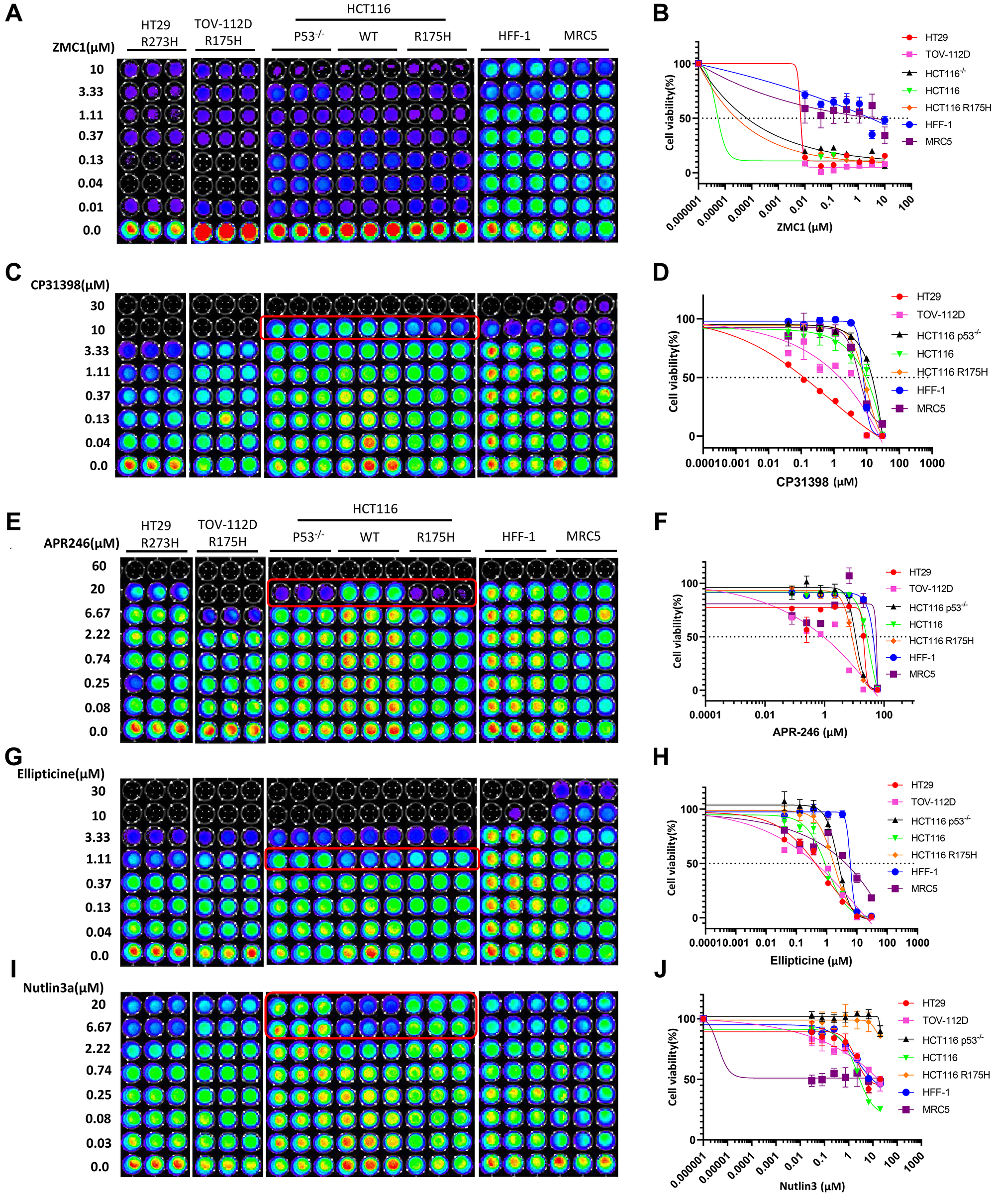 p53-dependent inhibition of cell proliferation is only observed at specific concentrations