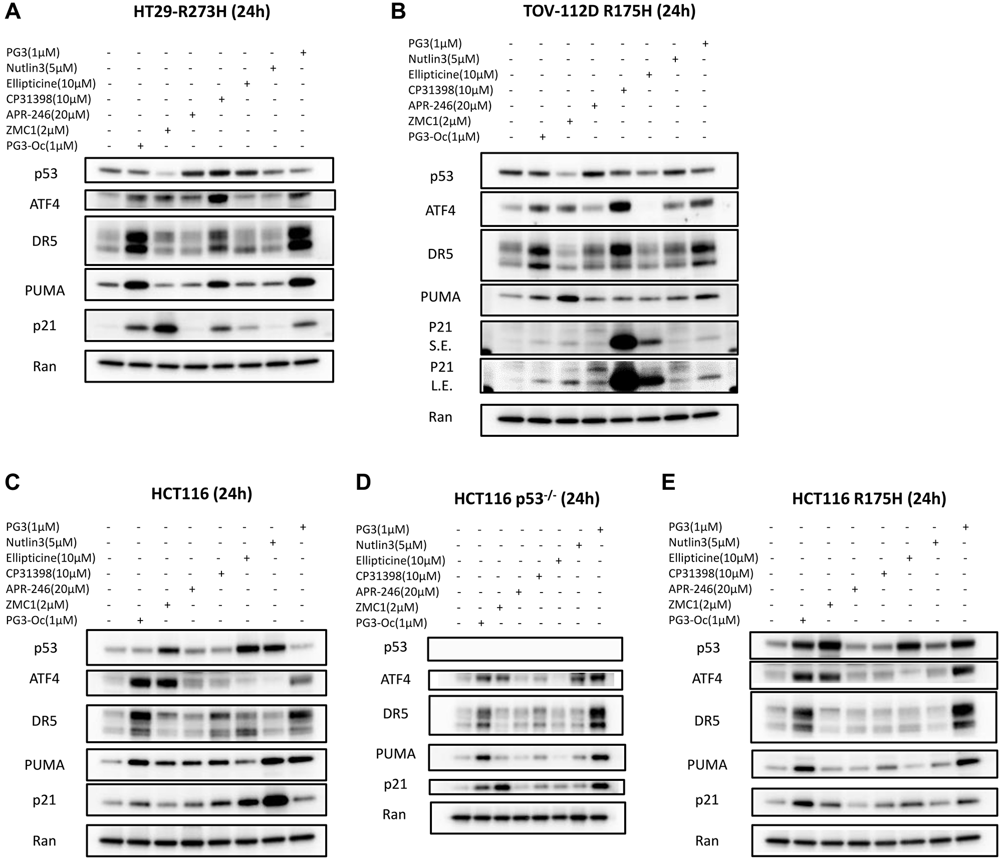Activation of ATF4 and up-regulation of typical p53 target genes