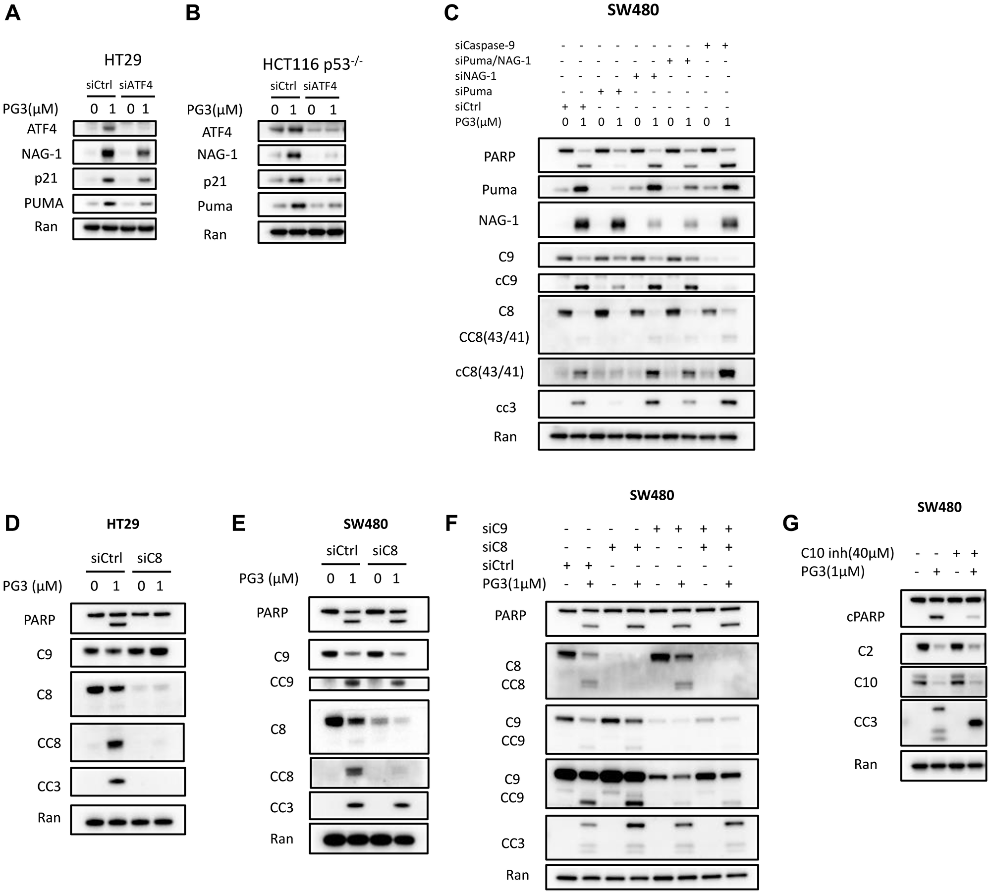 ATF4 is a key regulator and mediates PUMA expression that is required for PG3-induced apoptosis