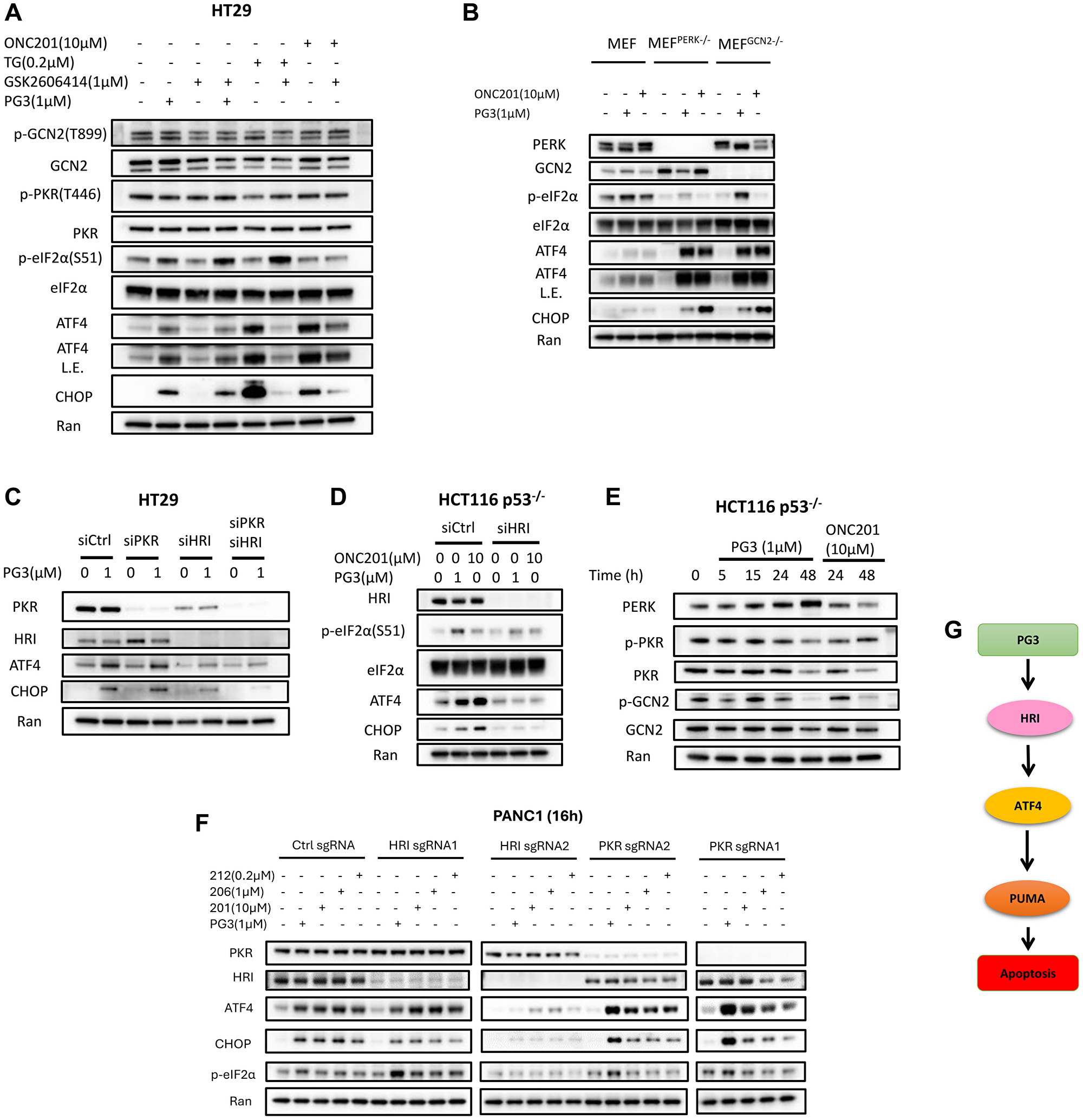 PG3 induces upregulation of ATF4 through ISR via HRI