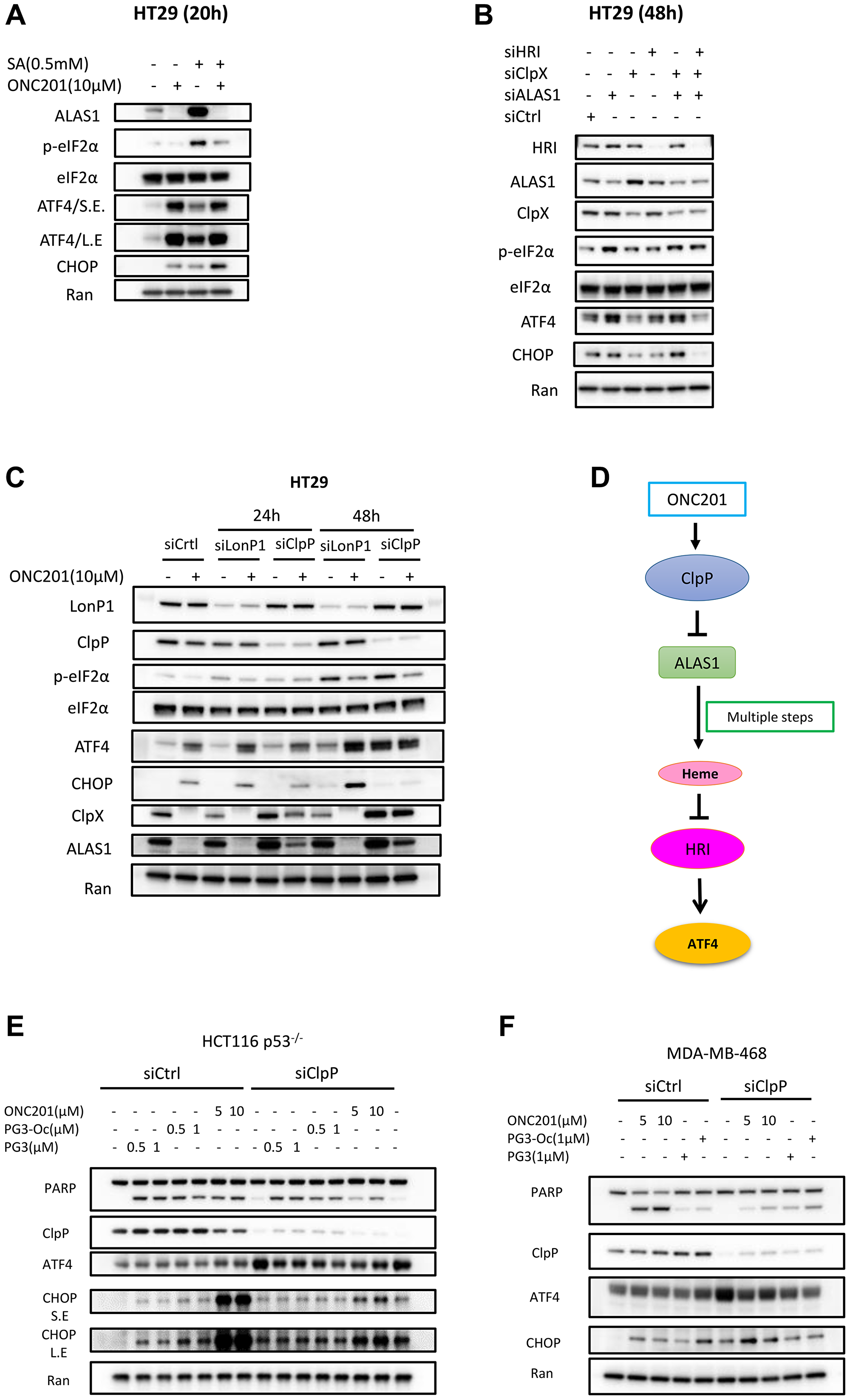 Inhibition of heme biosynthesis leads to upregulation of ATF4