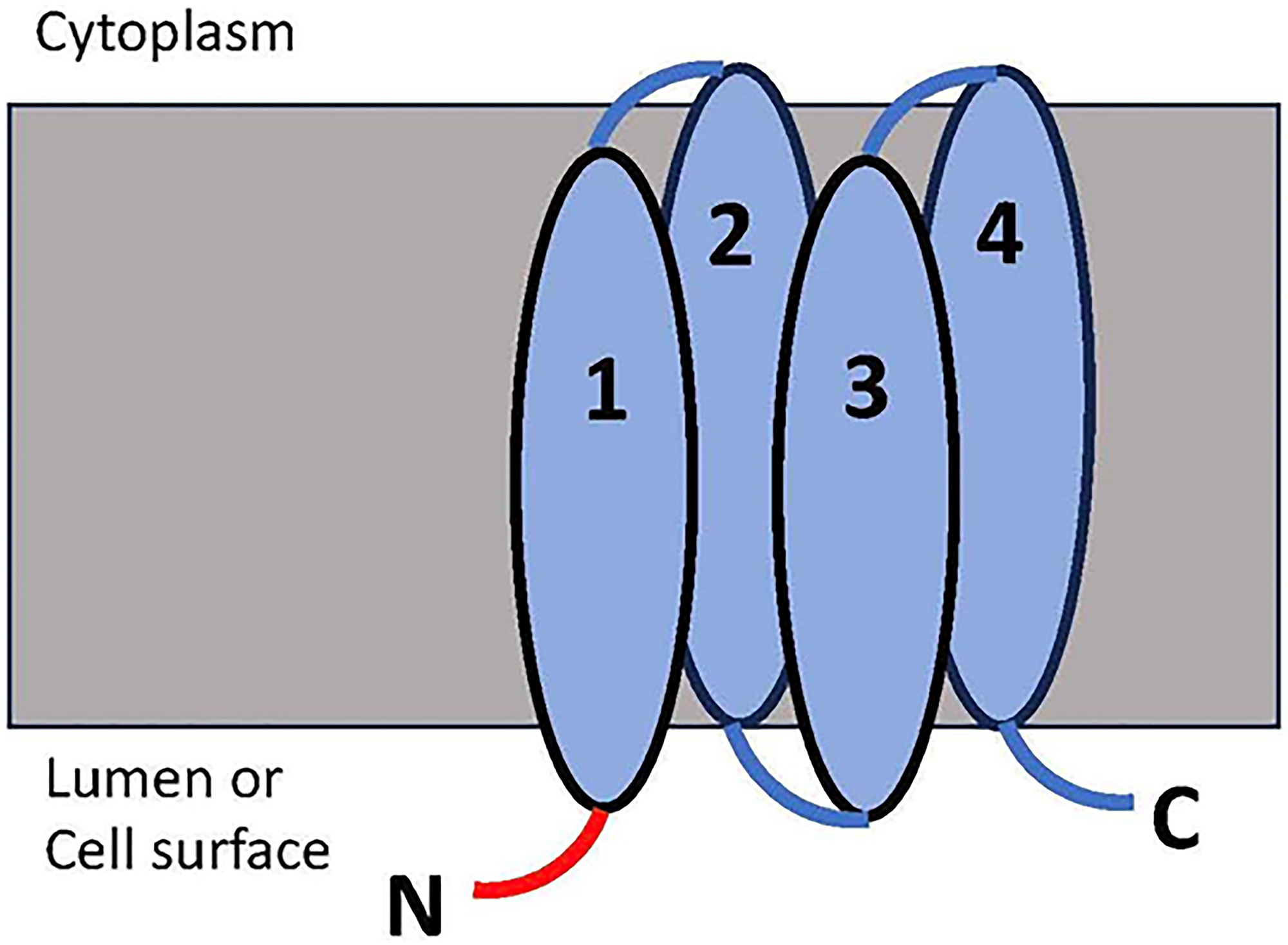 The membrane topology of the V-ATPase subunit c targeted by the prepared nanobody