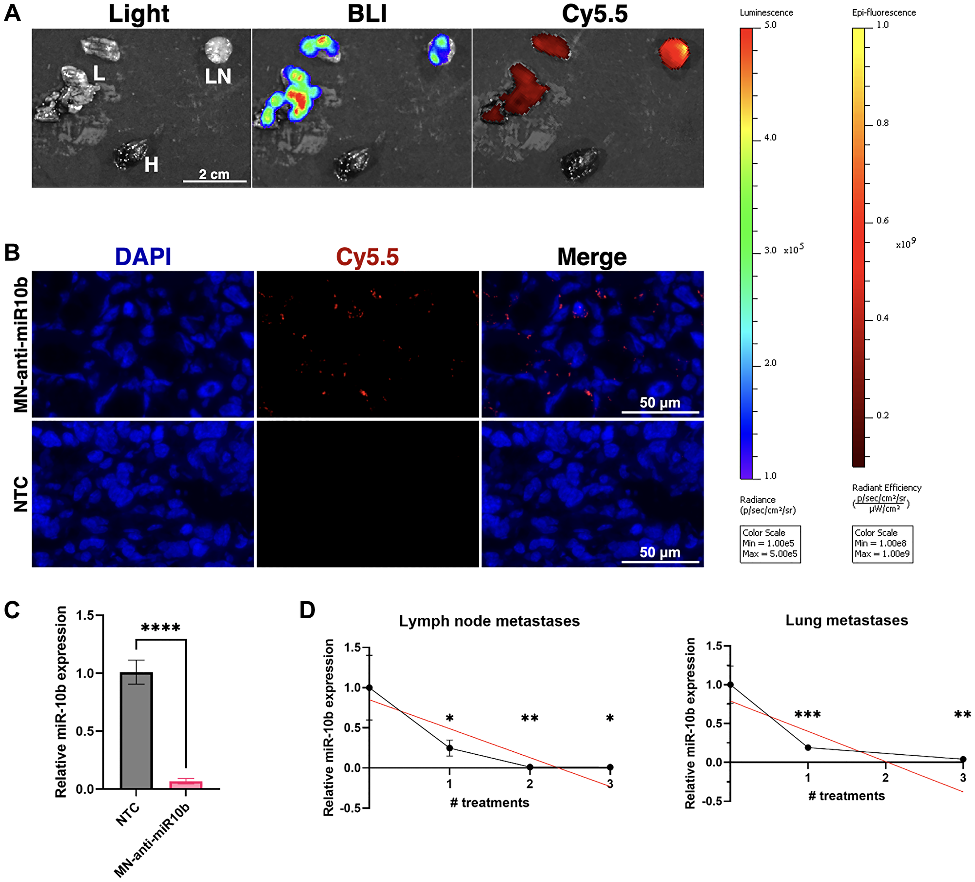 MN-anti-miR10b accumulates in breast cancer metastases within 72 hours and downregulates miR-10b significantly following systemic administration in vivo