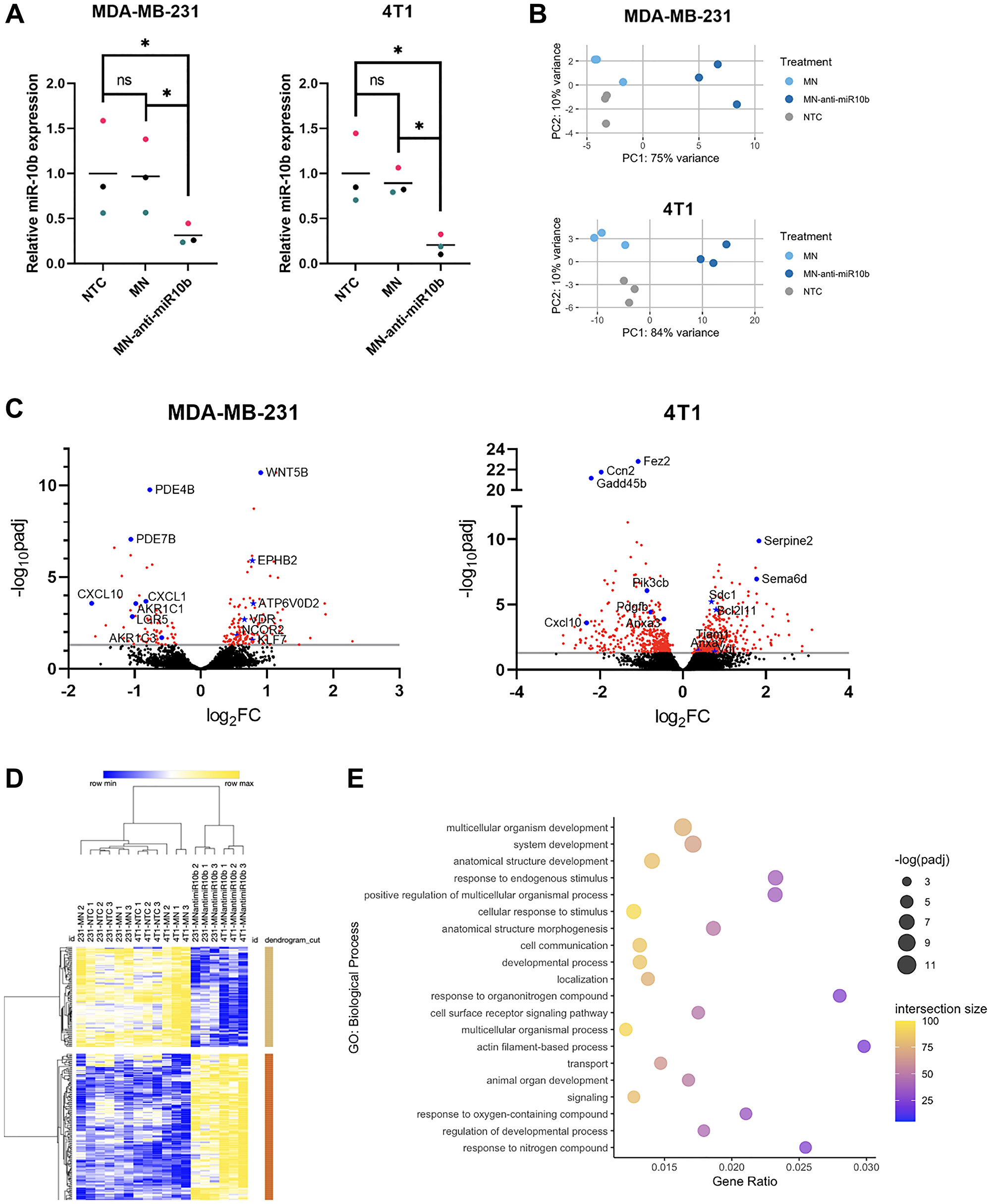 Differential gene expression and functional enrichment analysis of breast cancer cells with miR-10b inhibited by MN-anti-miR10b