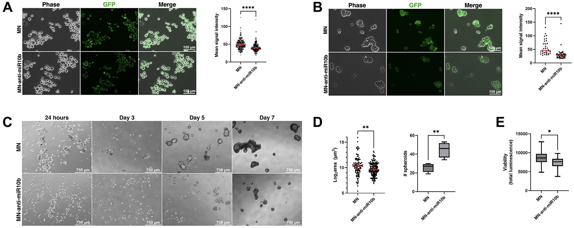 miR-10b inhibition by MN-anti-miR10b decreases Aldefluor accumulation and impairs spheroid formation