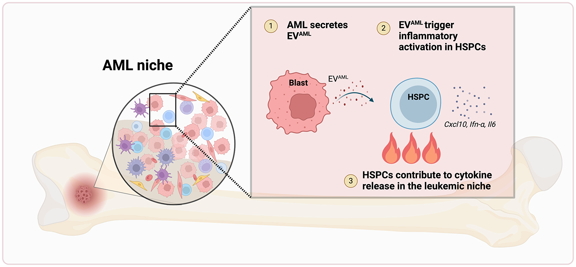 HSPCs exhibit an inflammatory active state in the AML niche