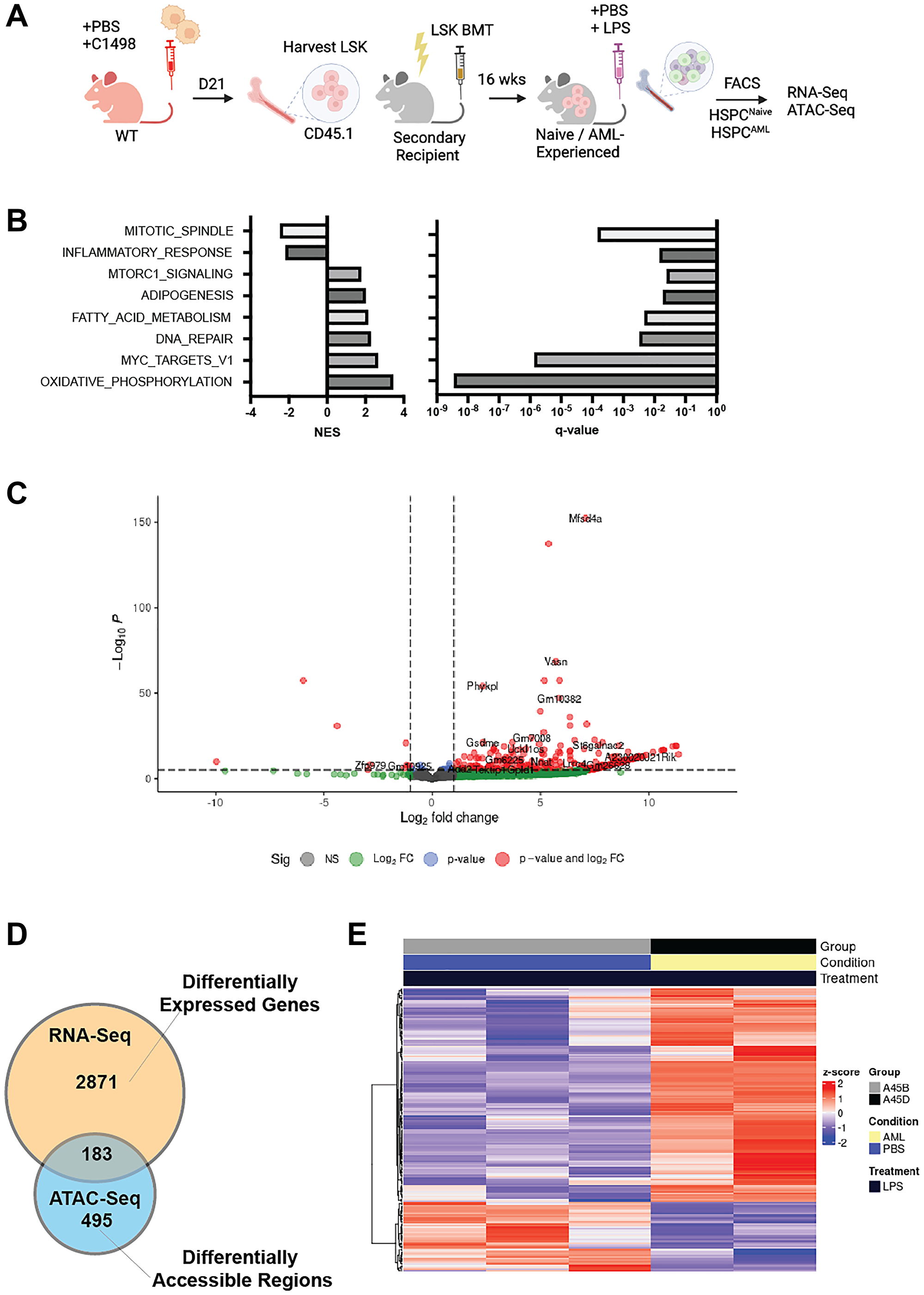 AML-experienced HSPCs (HSPCAML) acquire a deregulated transcriptome