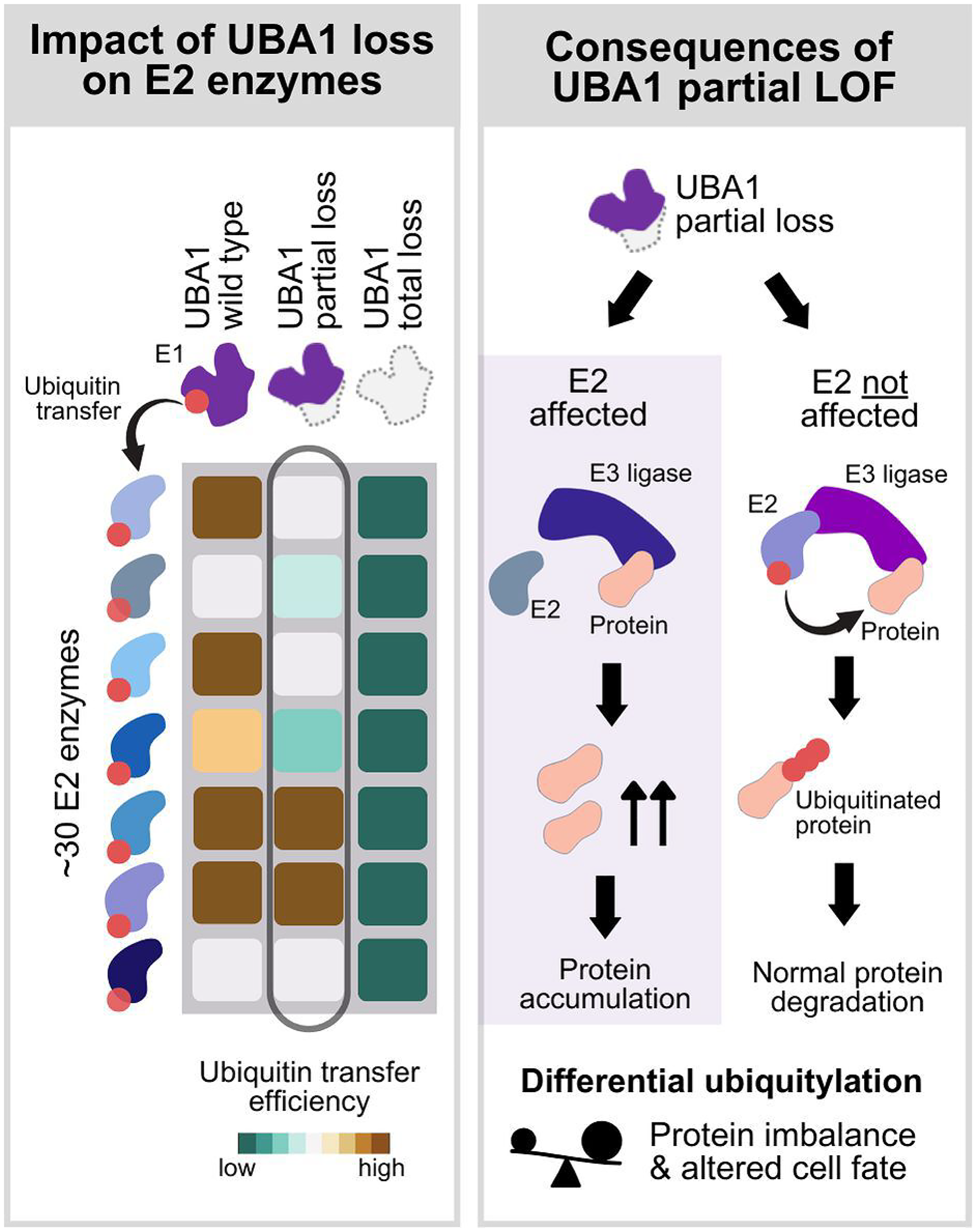 Conceptual representation of the differential effect of UBA1 mutations based on the degree of loss of function of ubiquitin E1 enzyme UBA1