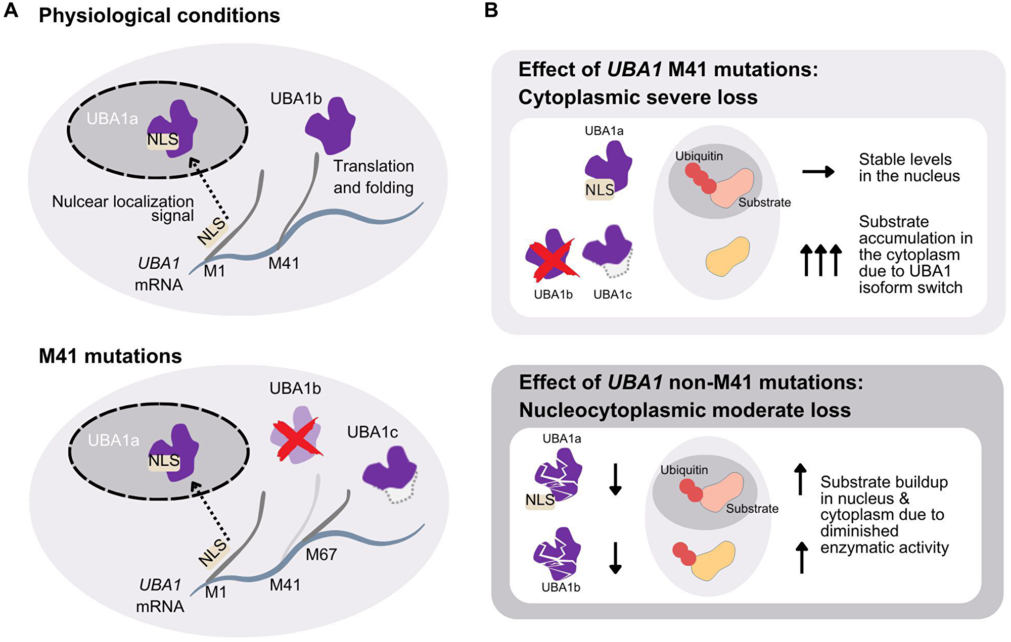 Mechanism of cytoplasmic-specific loss of function mutations and comparison with the non-M41 mutations