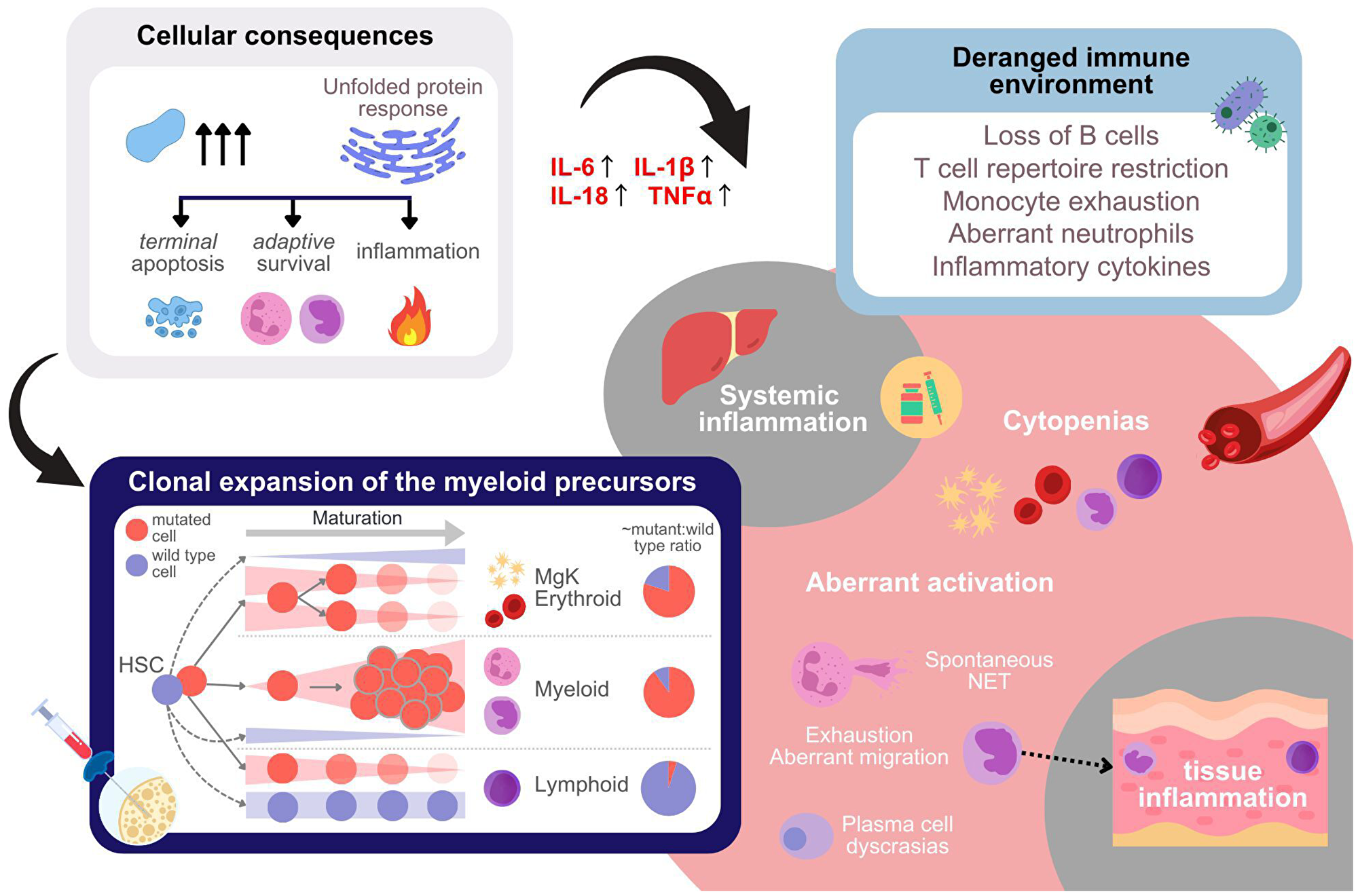 Cellular, tissue-level, immune-environmental, and systemic effect of UBA1 mutations
