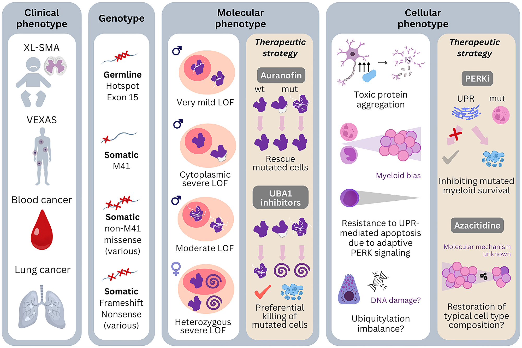 Genotype-phenotype associations of pathogenic UBA1 mutations and possibilities of therapeutic targeting