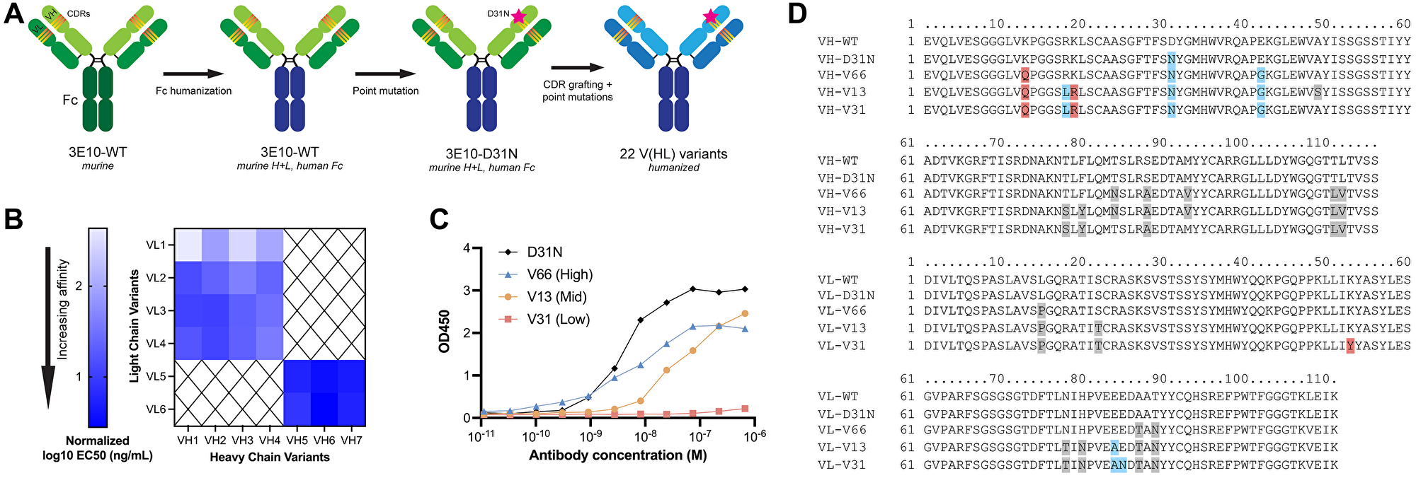 3E10 humanization and heavy and light chain variant screening