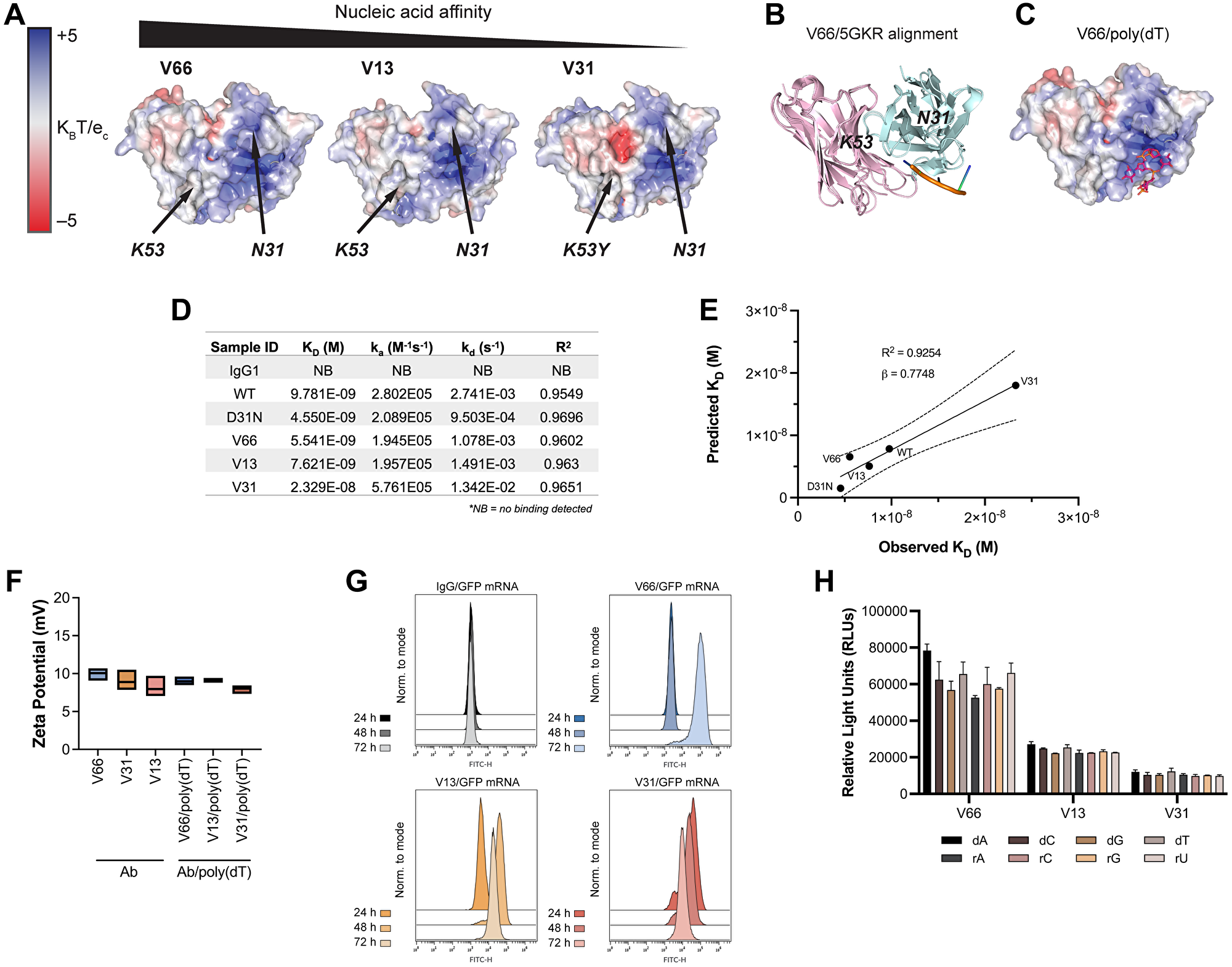 In silico modeling and in vitro characterization of 3E10 humanized variants reveal correlations between nucleic acid affinity and intracellular payload delivery