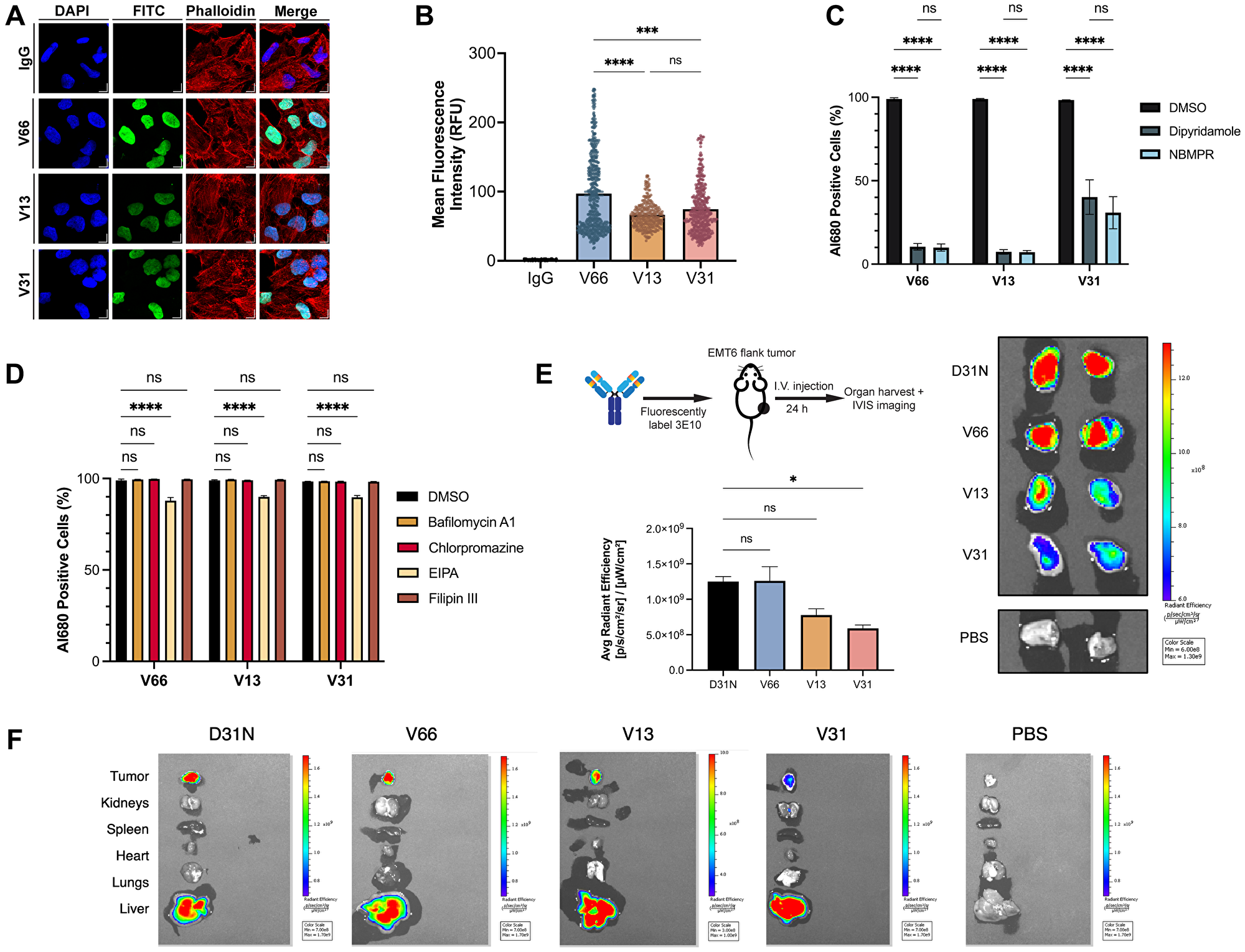 Characterization of 3E10 cellular penetration, mechanism of uptake, and tumor targeting