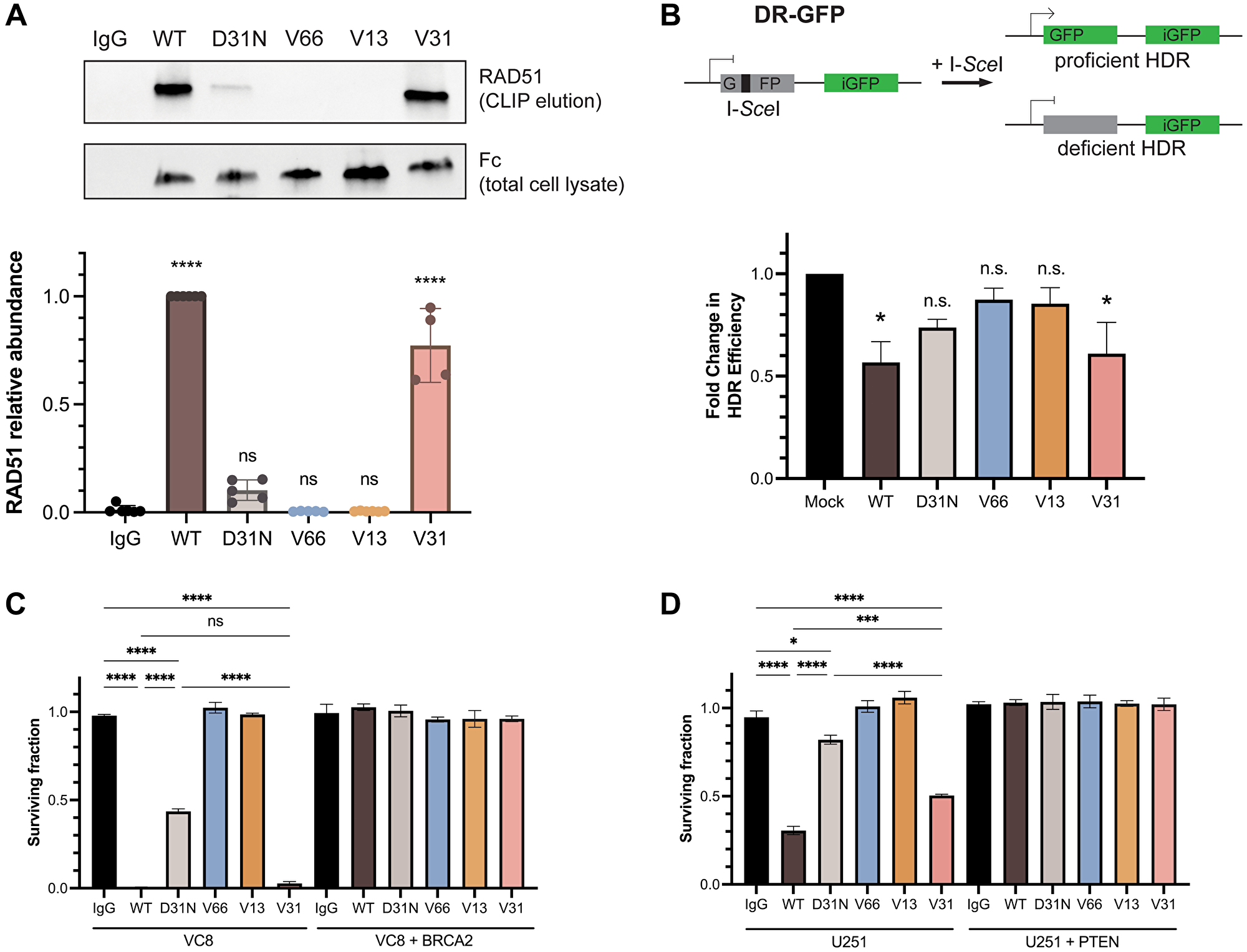 RAD51 binding and homology-directed repair inhibition properties are retained in a fully humanized 3E10 variant