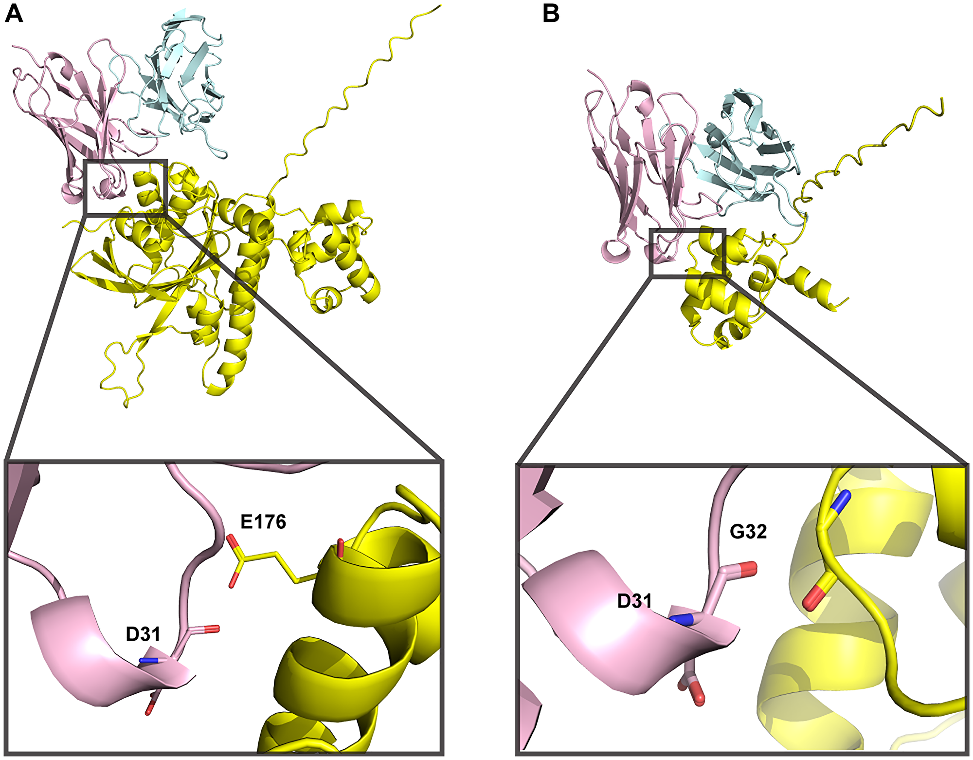 3E10-RAD51 interaction models generated using AlphaFold 3 are of low confidence