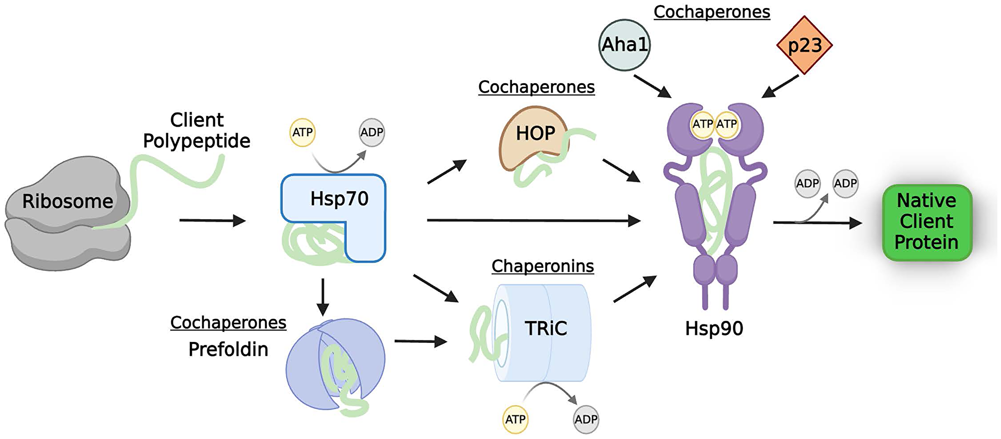 The molecular chaperone network
