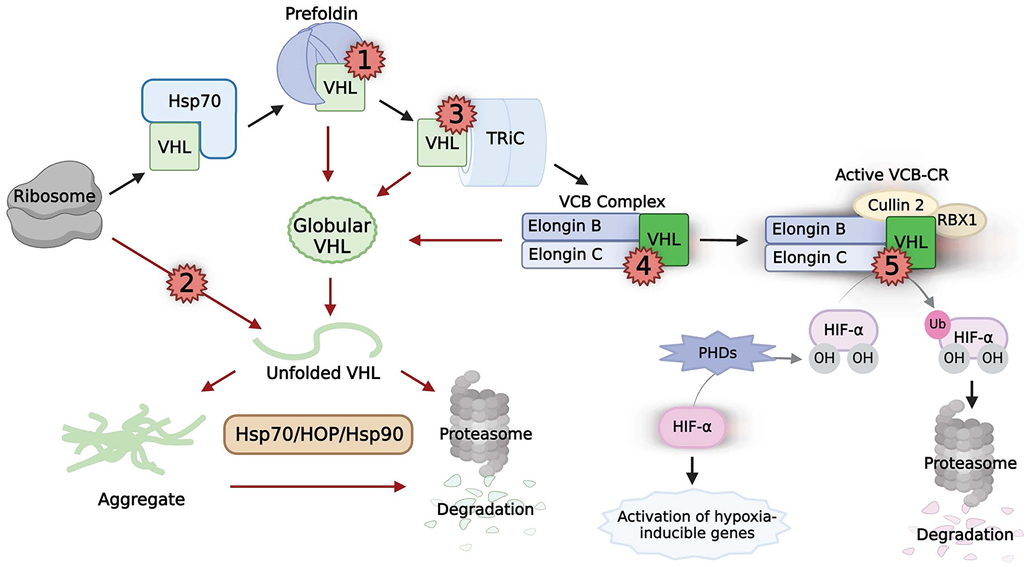 The chaperoning, activity, and pathogenic mutations of VHL