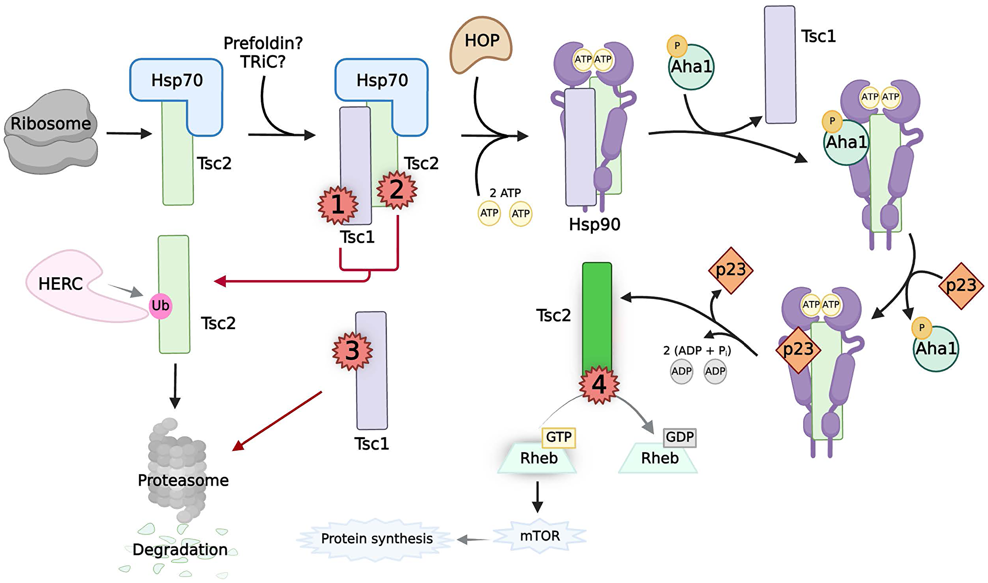 The chaperoning, activity, and pathogenic mutations of TSC