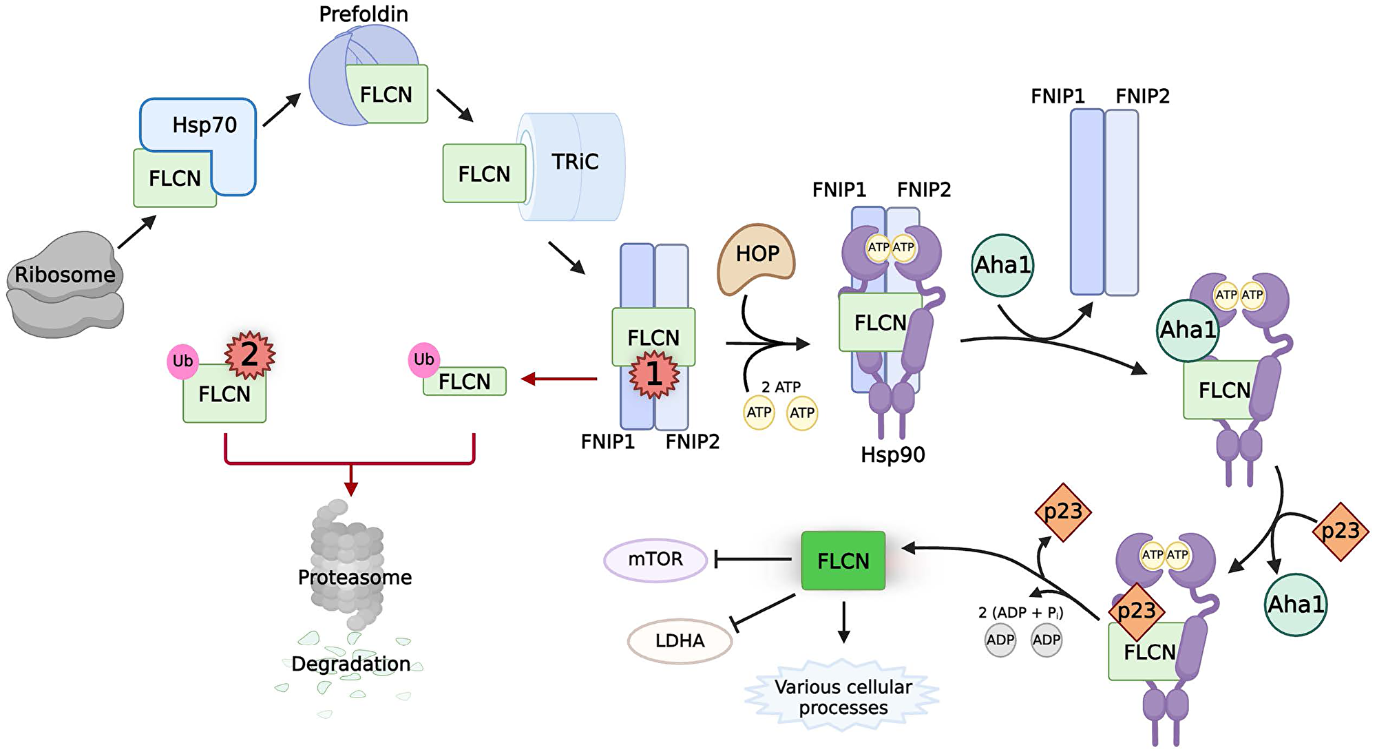 The chaperoning, activity, and pathogenic mutations of FLCN