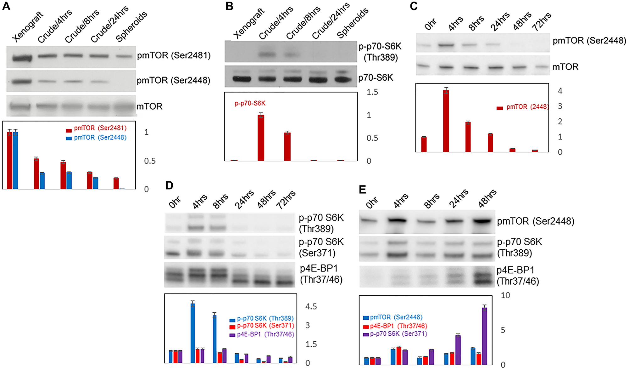 Western blots of mTOR activity
