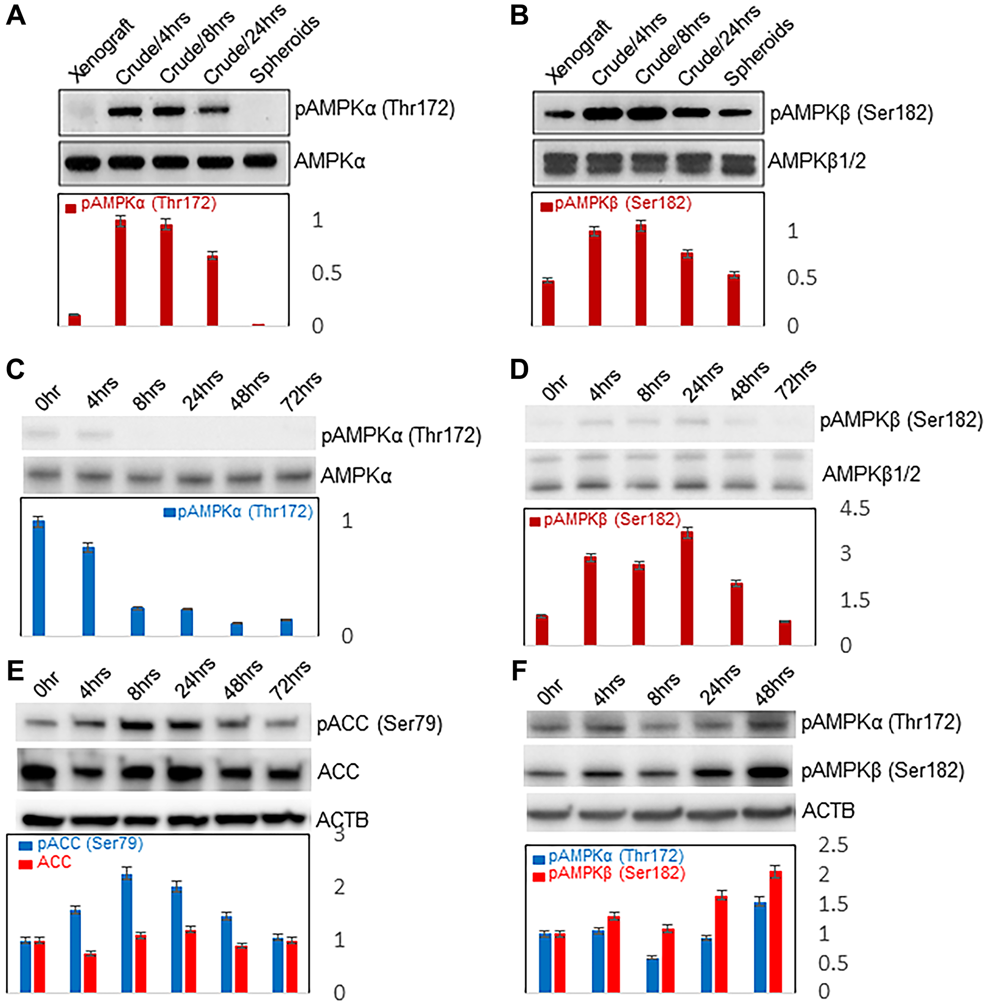 Western blots of AMPK activity