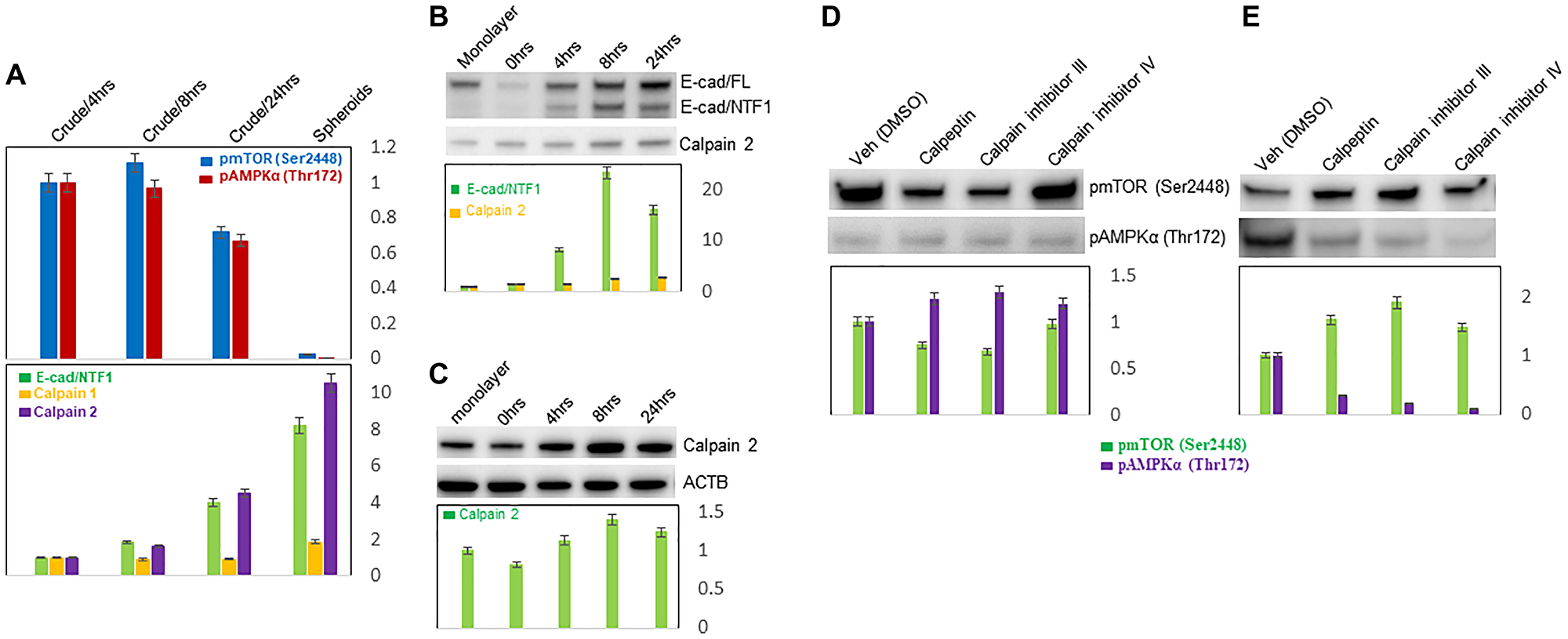 Inverse correlation of E-cadherin proteolysis with mTOR and AMPK activities