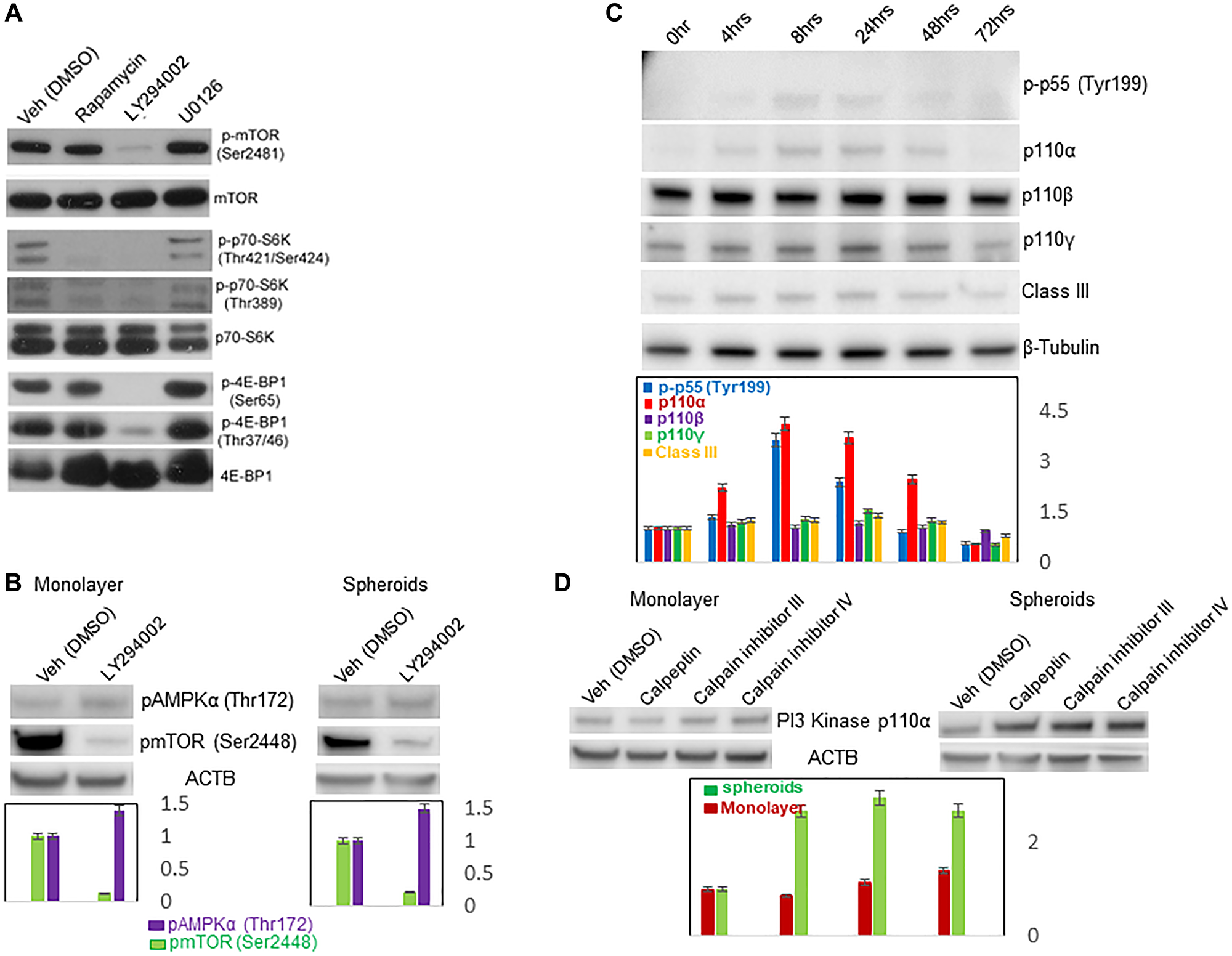 Effects of specific pathway inhibitors on mTOR, AMPK and P13K activities
