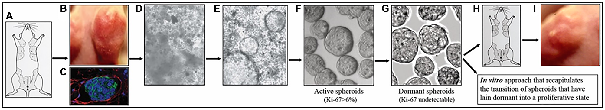 Schematic of the Mary-X xenograft/spheroidgenesis model of tumor dormancy