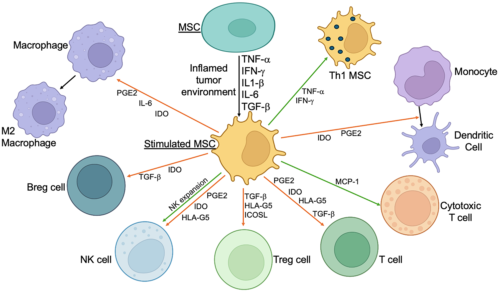 Immunomodulatory effects of simulated MSCs