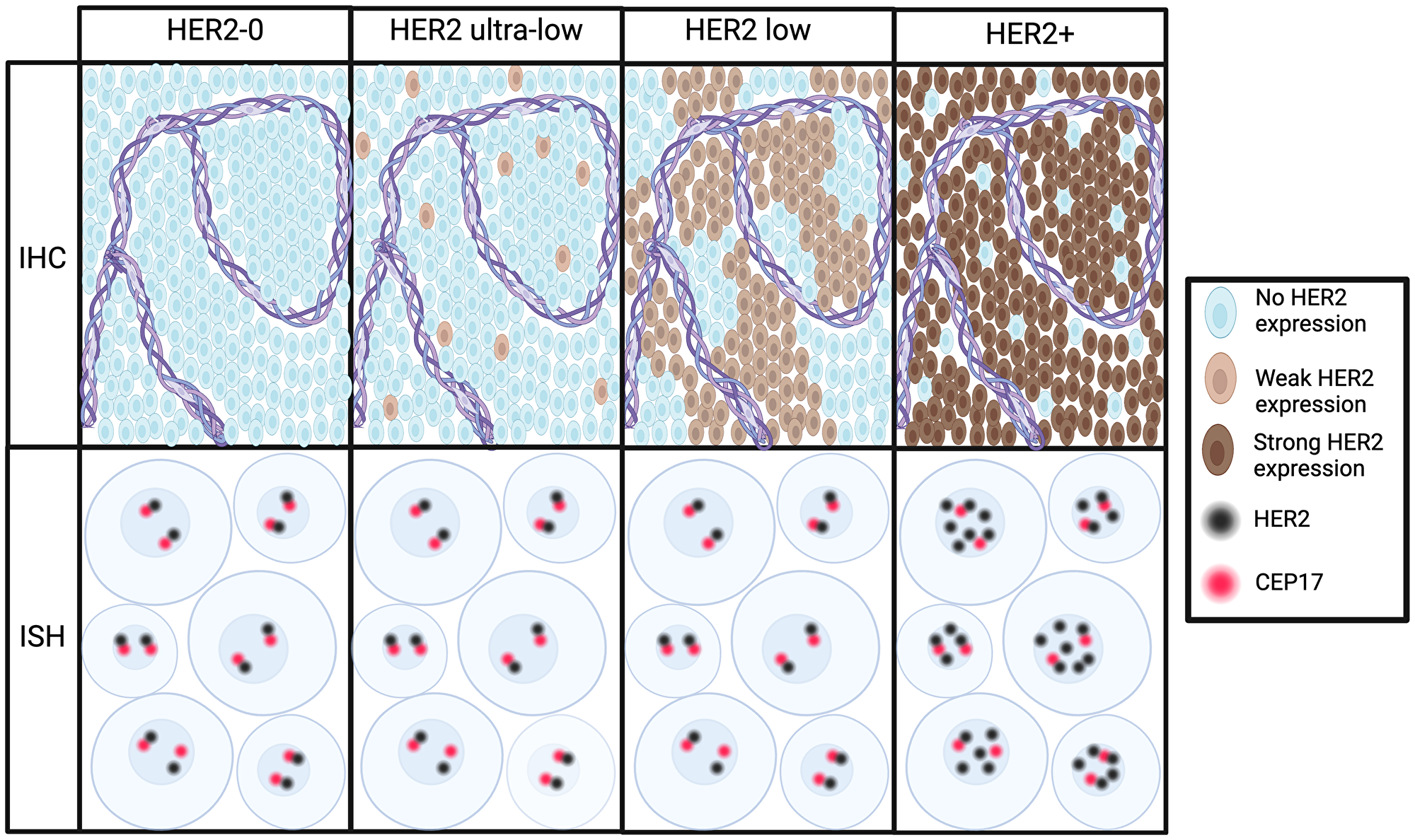 Immunohistochemistry (IHC) and in-situ hybridization (ISH) techniques for defining HER2 status