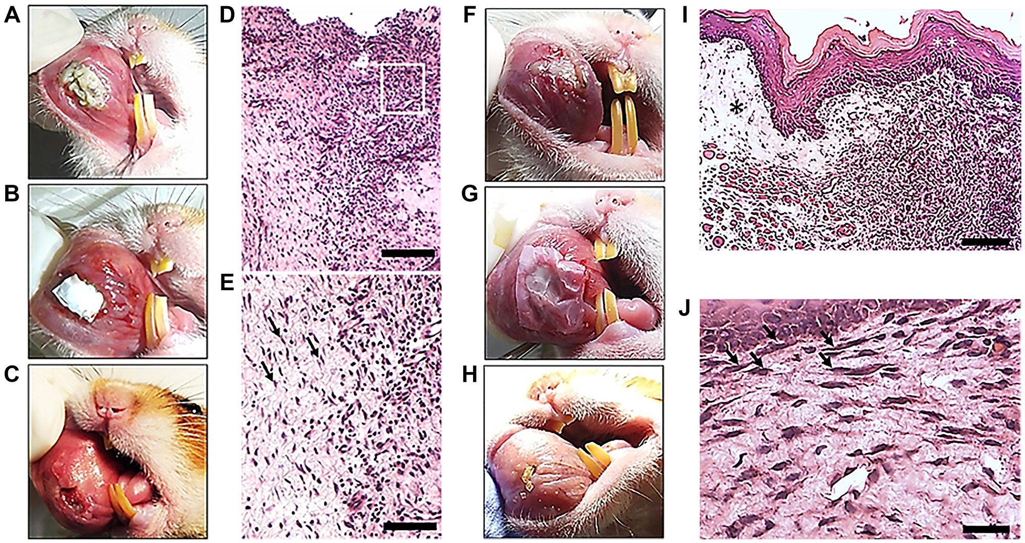 Macroscopic images of OM ulcerations after 7 days of 5-FU administration, and histomorphological analysis after PLGA dressings with or without the animal’s cells
