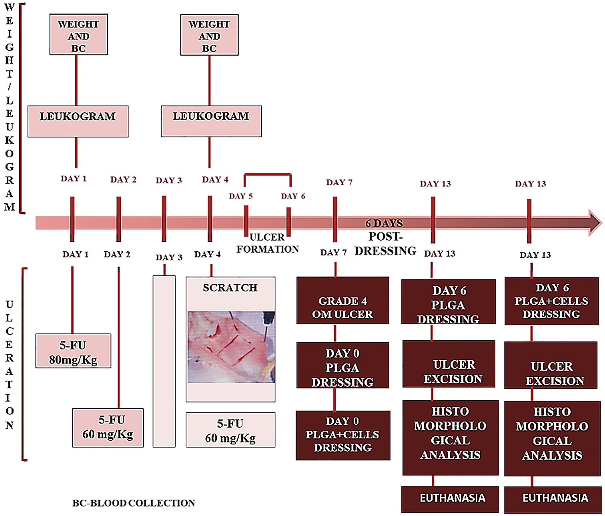 Timeline diagram presenting the in vivo experimental design