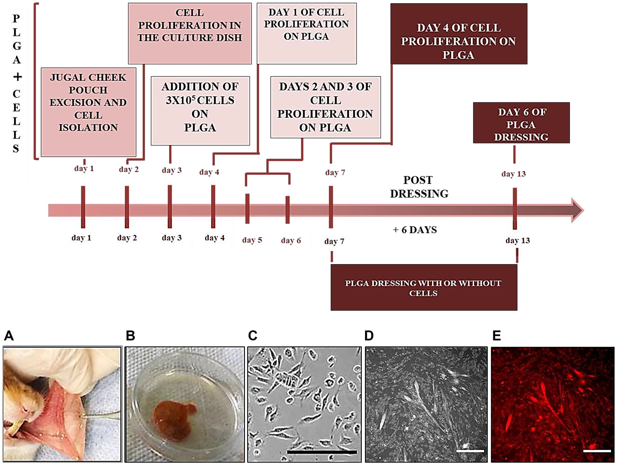 Timeline diagram showing cell isolation and proliferation on PLGA
