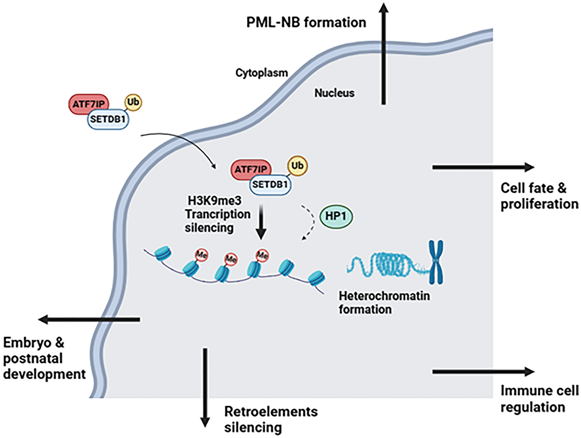 SETDB1 main functions, generated with BioRender (http://biorender.com)