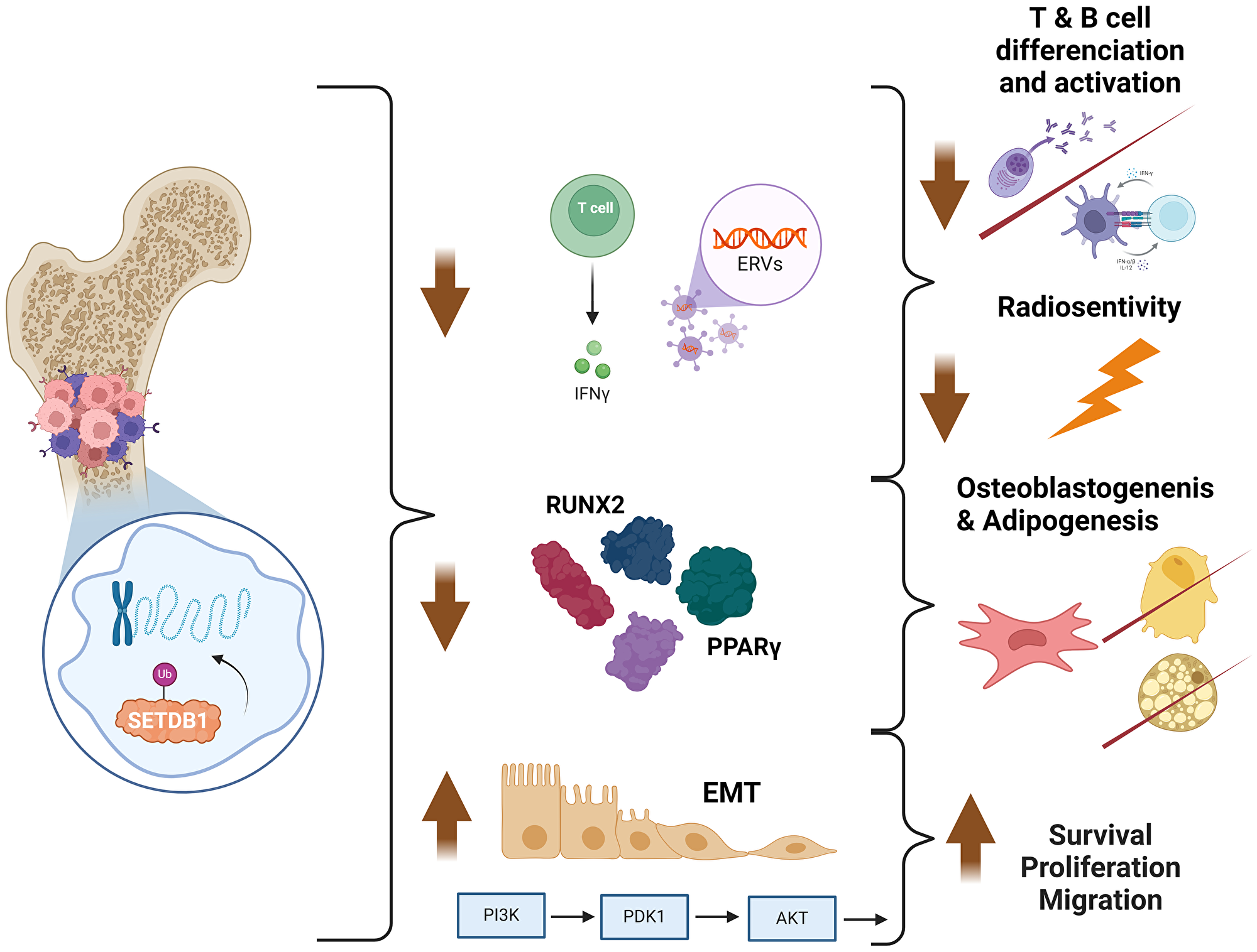 Proposed summary of the role of SETDB1 in osteosarcoma (http://biorender.com)