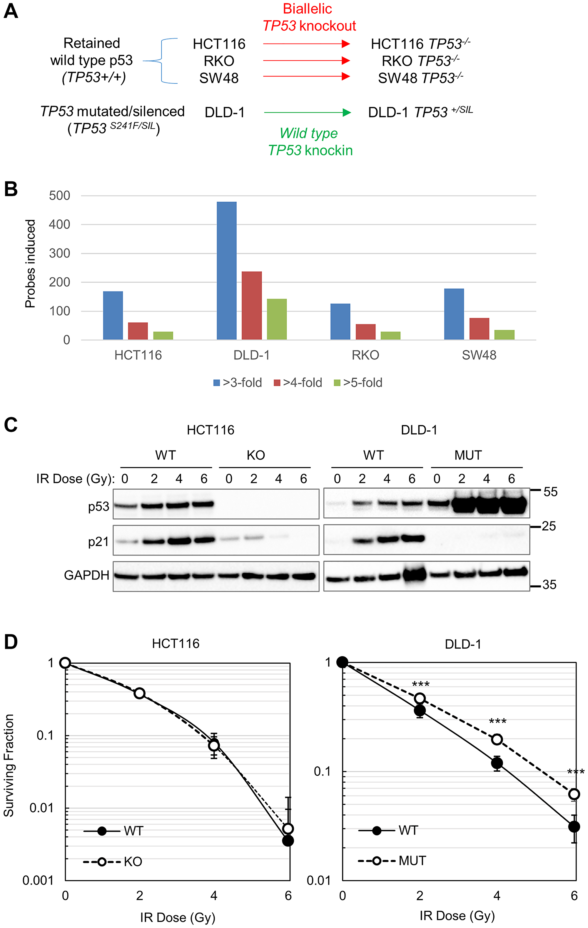 p53-dependent responses to ionizing radiation in CRC cells
