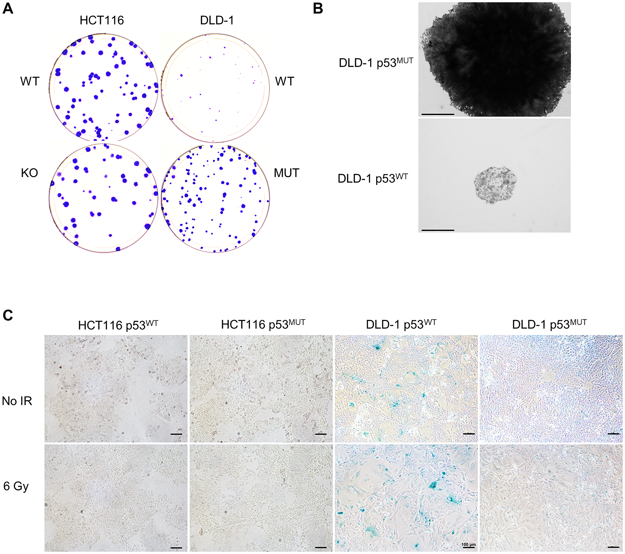 Growth of DLD-1 cells with restored p53 function