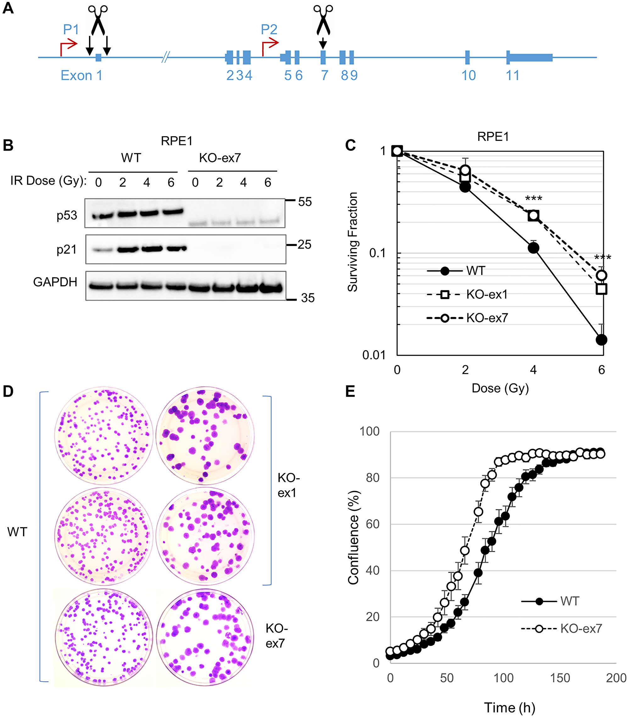 Disruption of the TP53 locus in hTERT-RPE1 cells