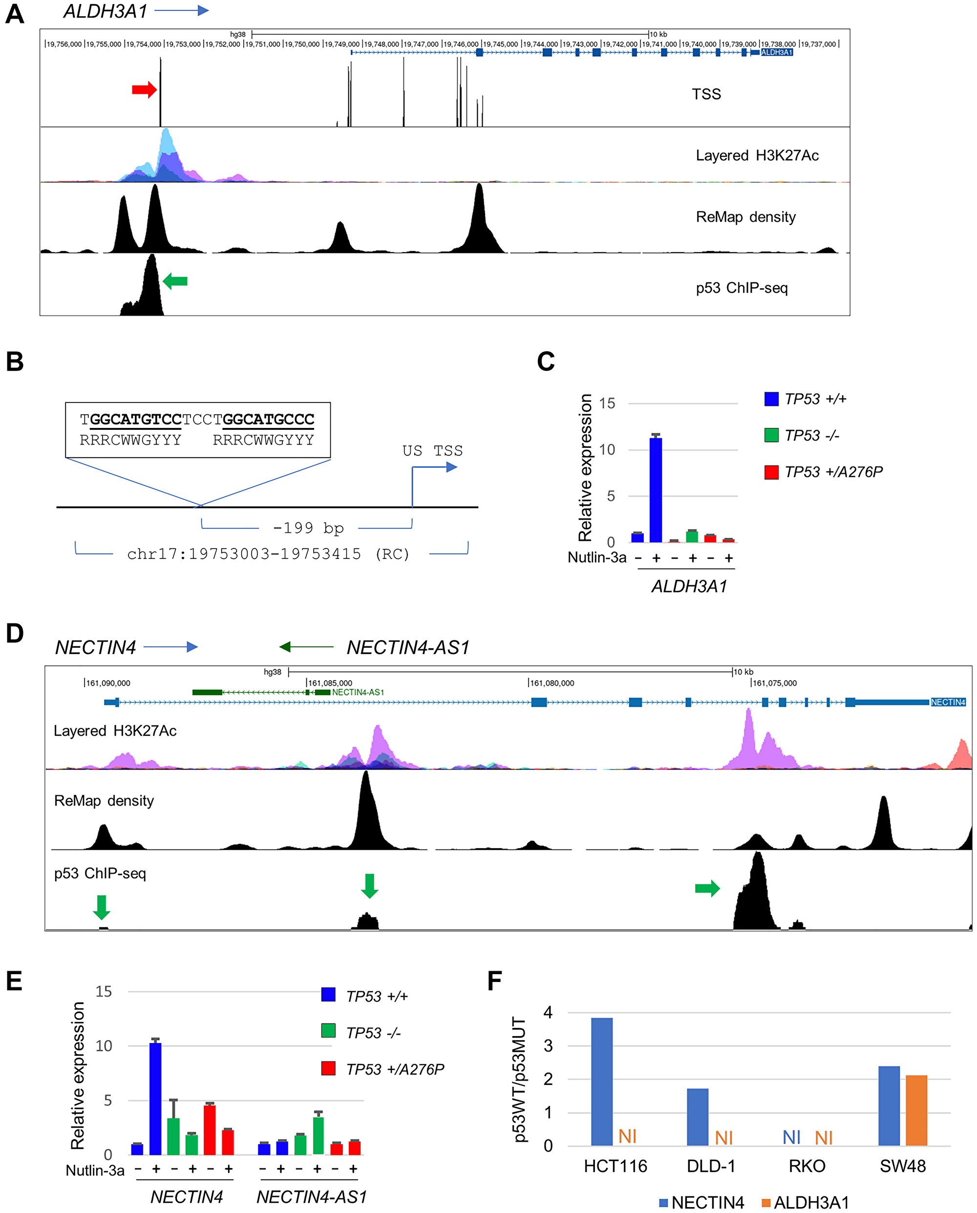 Regulation of ALDH3A1 and NECTIN4 by p53