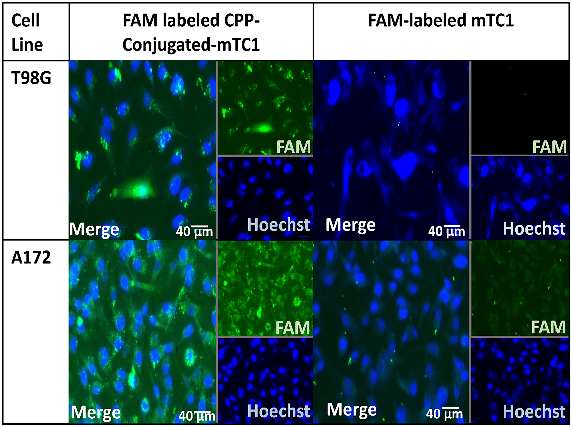 Cellular uptake of minimal TIMP variants in the T98G and A172 cell lines