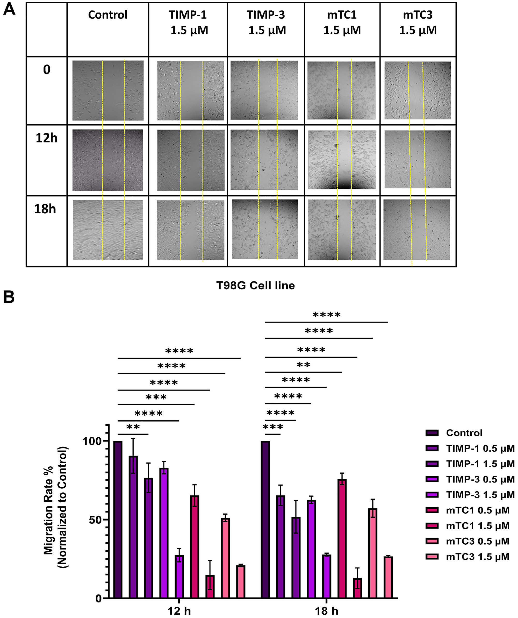 Effect of TIMPs and minimal TIMP variants on migration of the T98G cell line