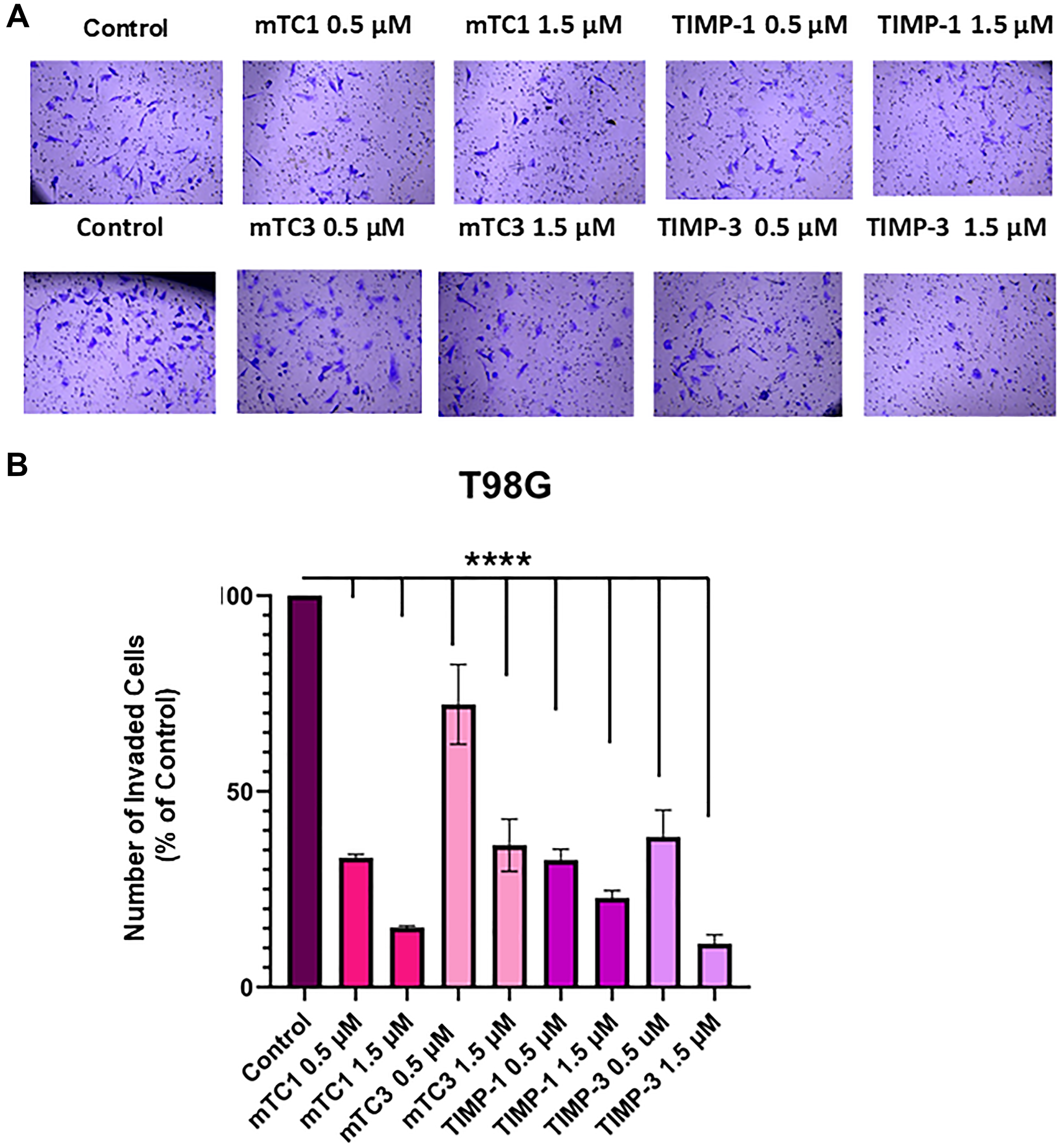 Effect of TIMPs and minimal TIMP variants on invasion of the T98G cell line