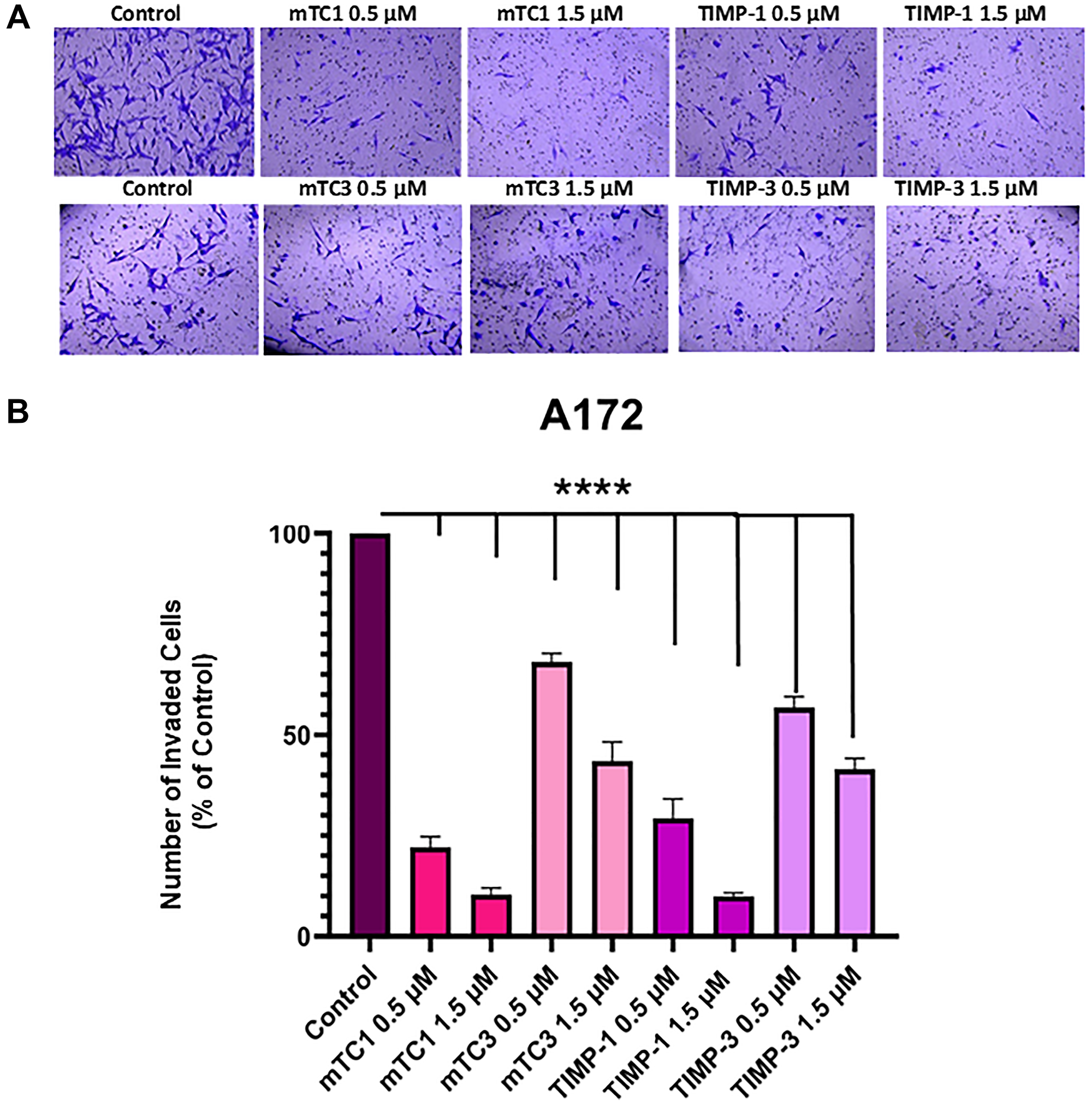 Effect of TIMPs and minimal TIMP variants on the invasion of A172 cell line