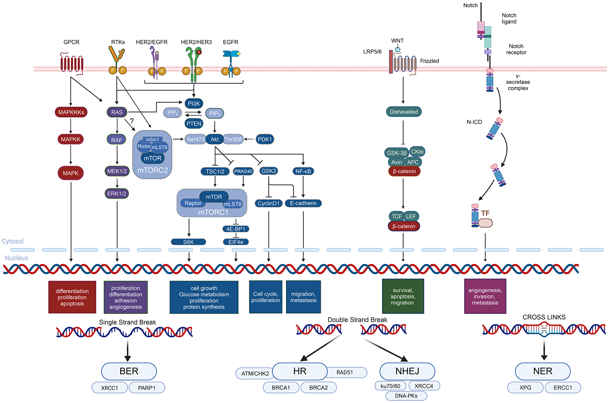 Key signaling pathways and targeted factors in dysregulated BC