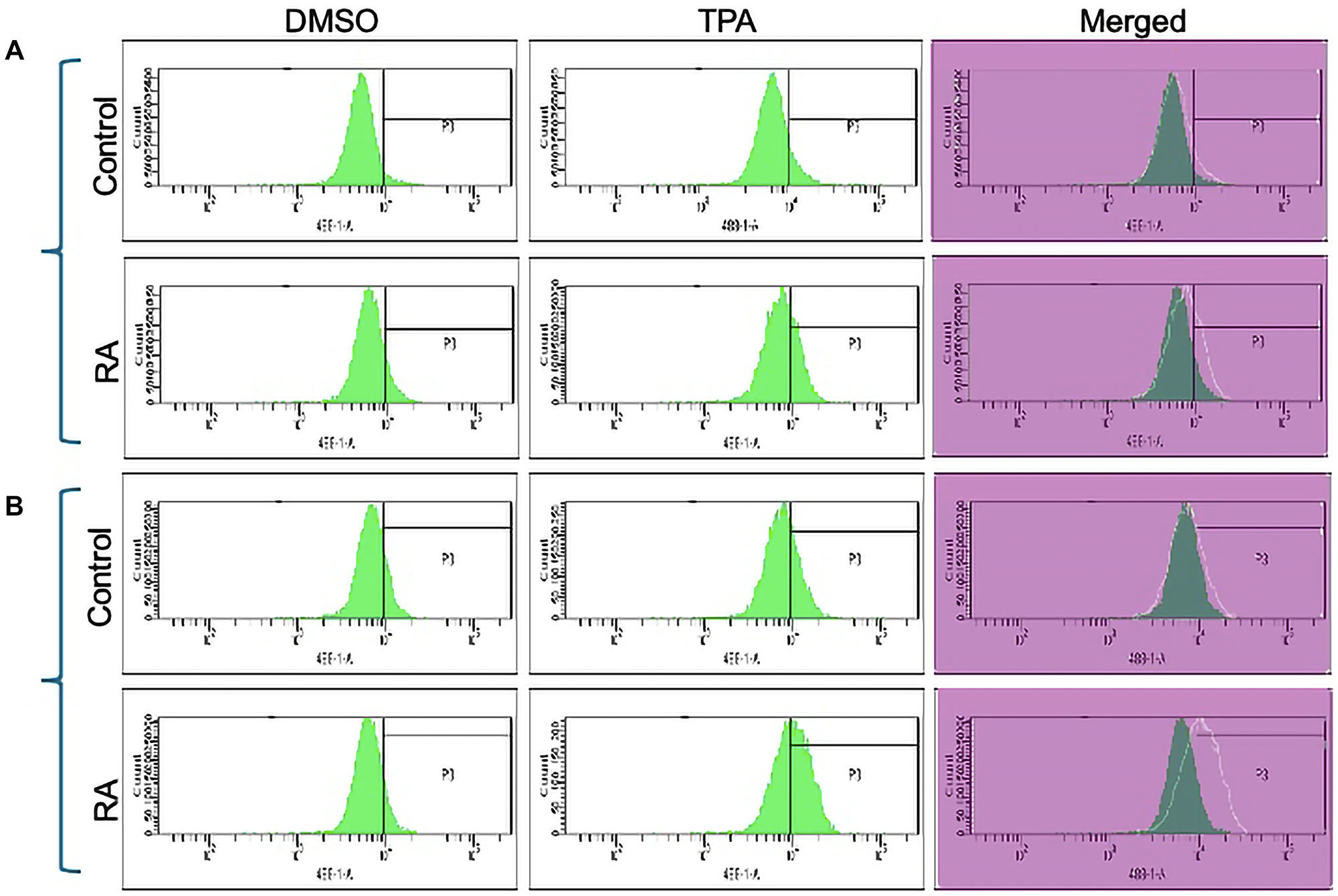 Functional differentiation marker analysis of HL-60 wt and FGR O.E cells untreated and treated with RA measured by TPA-induced respiratory burst