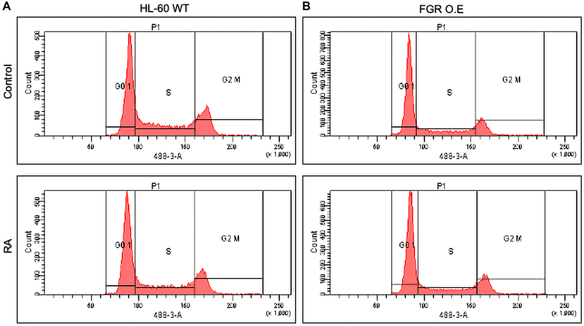 Cell cycle analysis of HL-60 WT and FGR O.E cells