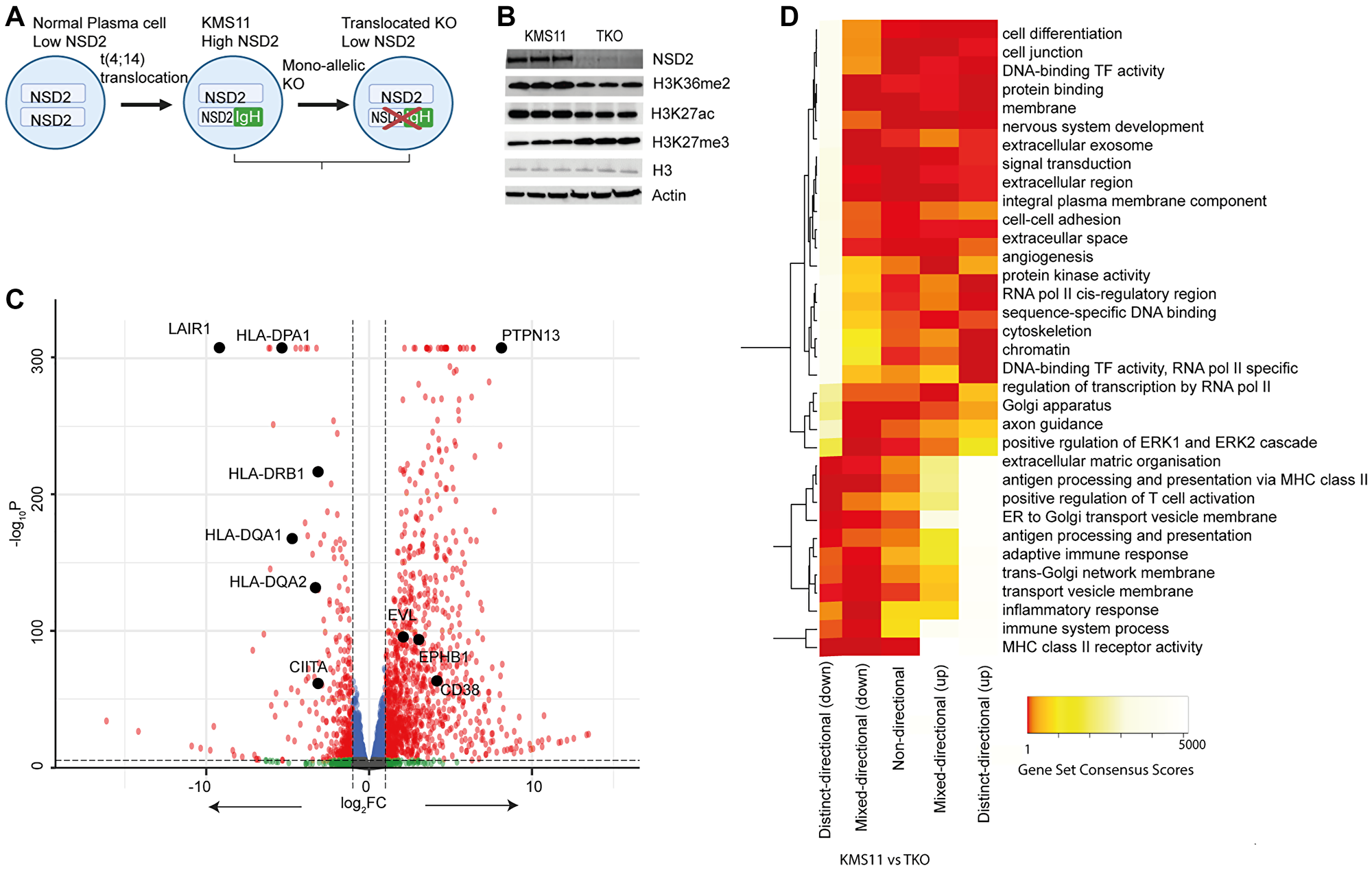 Transcriptional characterisation of KMS11 and TKO cells
