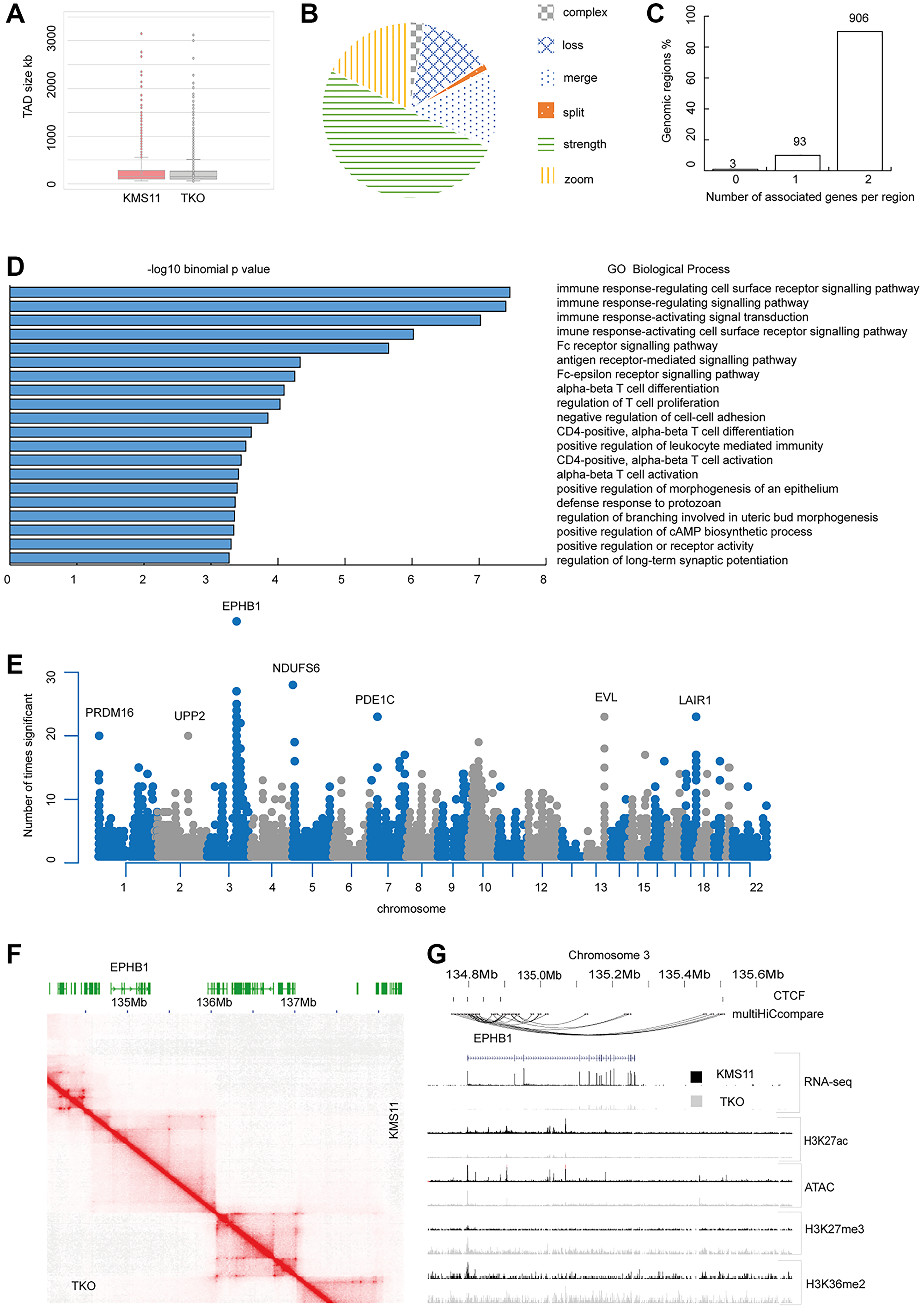 Genomic organisation of KMS11 and TKO cells